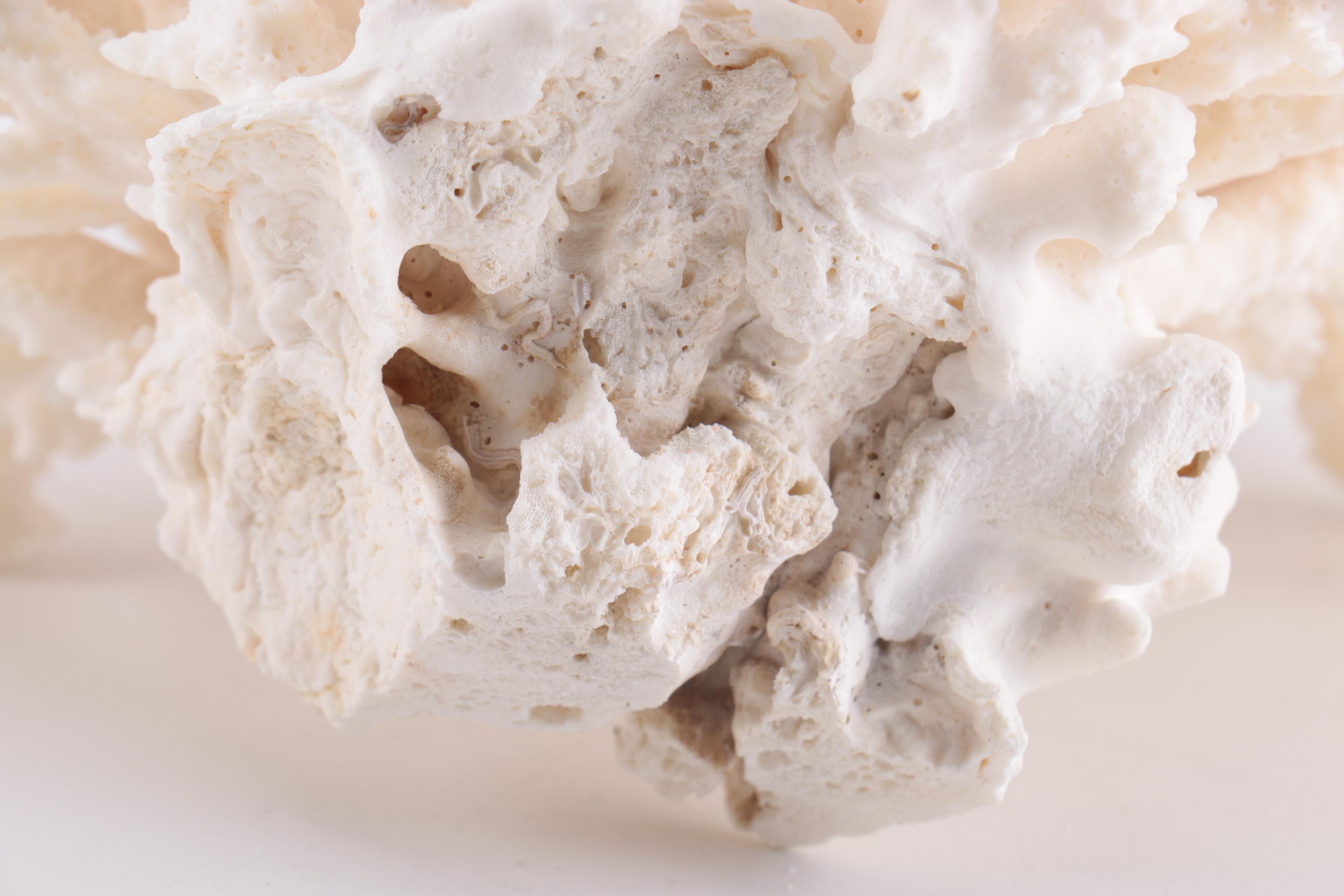 Dyed Alabaster Eggs and Recent Scleractinian Coral Specimens