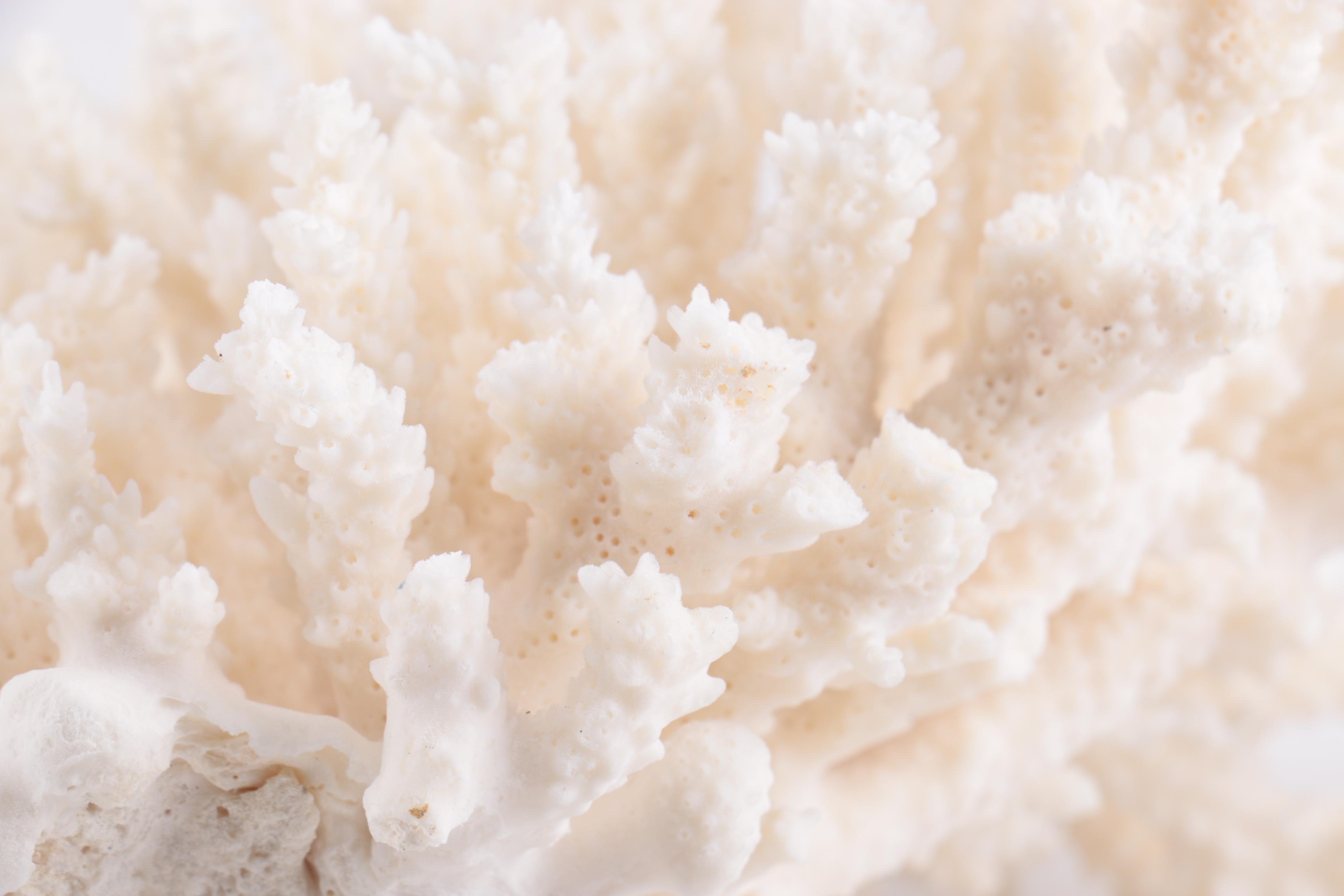 Dyed Alabaster Eggs and Recent Scleractinian Coral Specimens