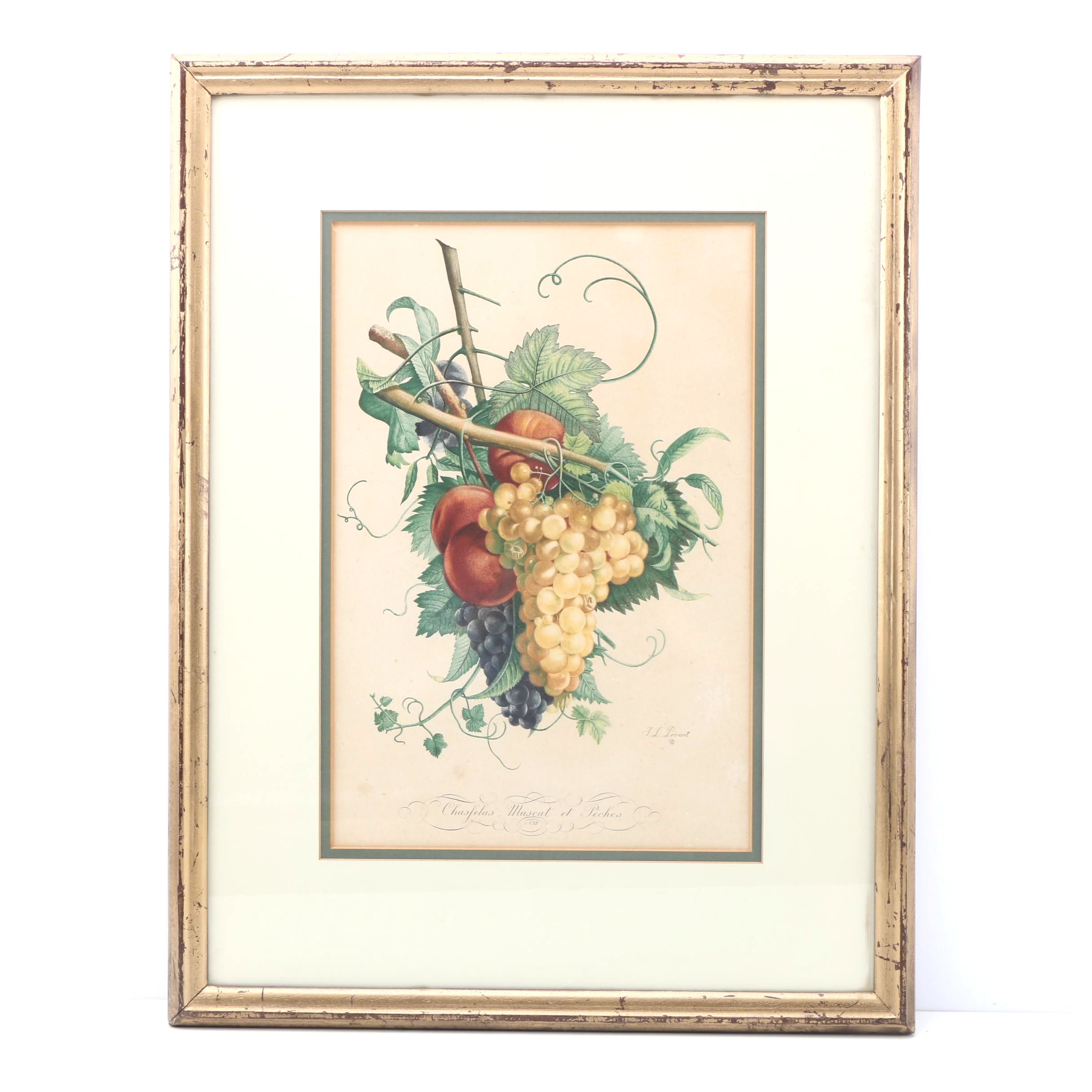 Giclee Print After Jean-Louis Prevost "Chasfelas Muscat et Peches"