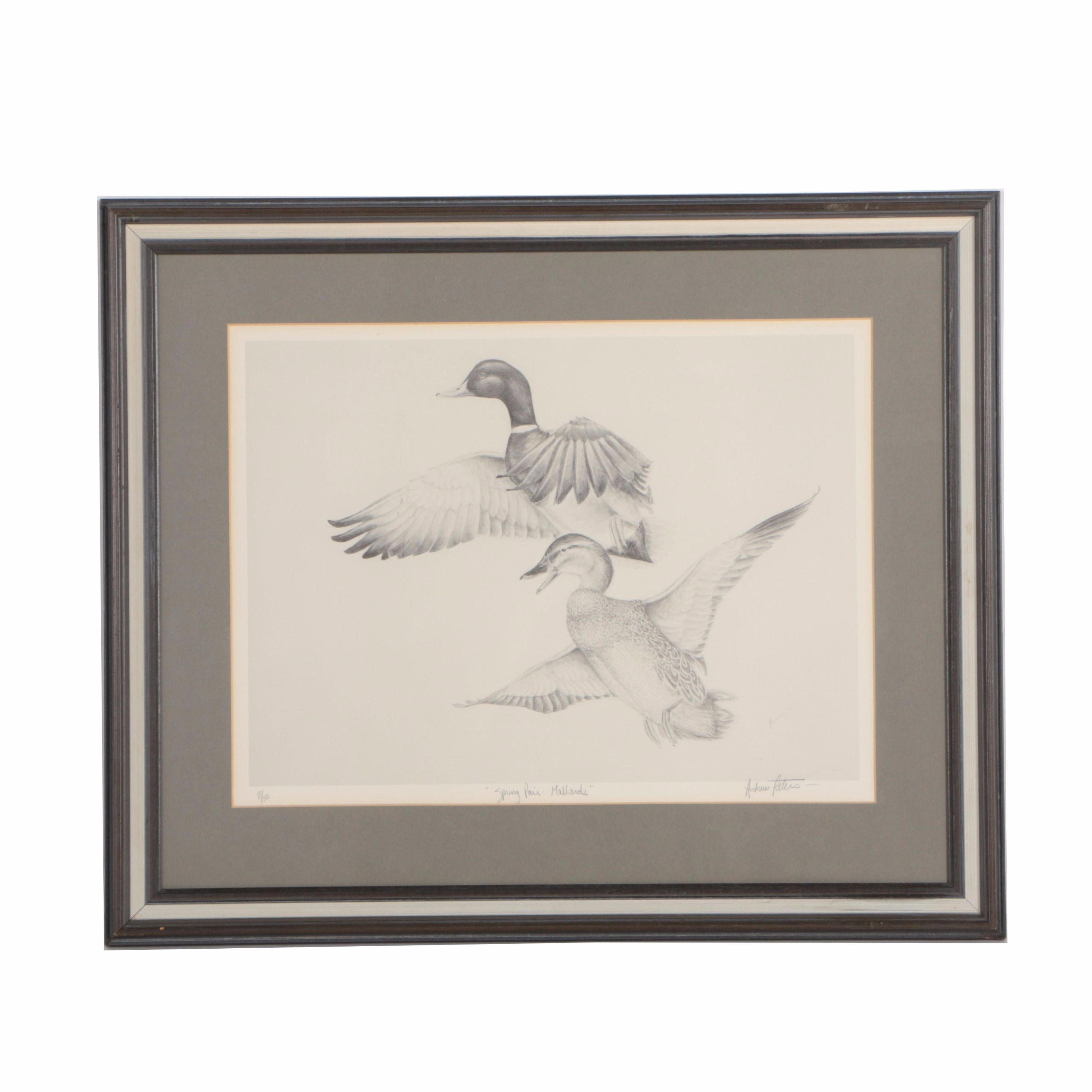 Andrew Peters Limited Edition Offset Lithograph "Spring Pair- Mallards"