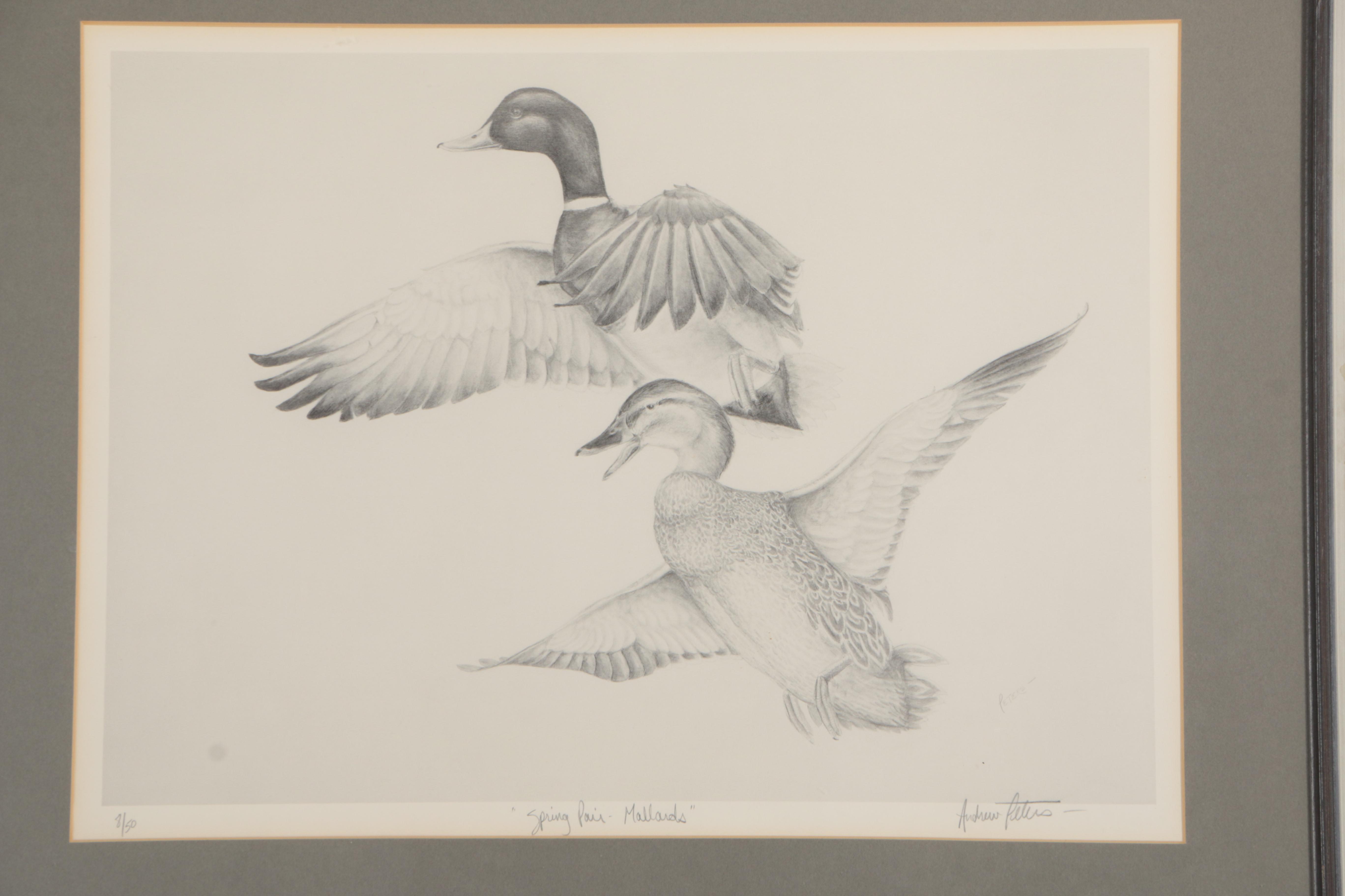 Andrew Peters Limited Edition Offset Lithograph "Spring Pair- Mallards"
