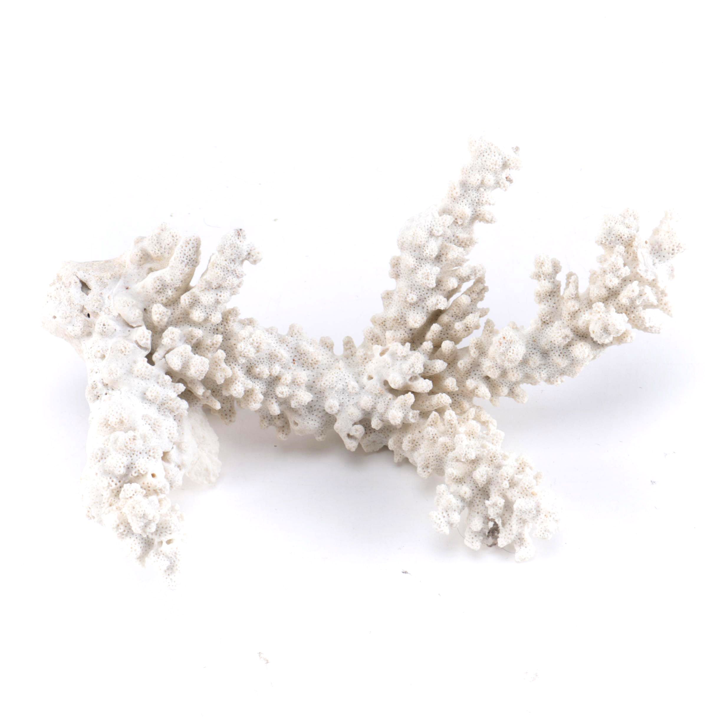 White Coral Decor
