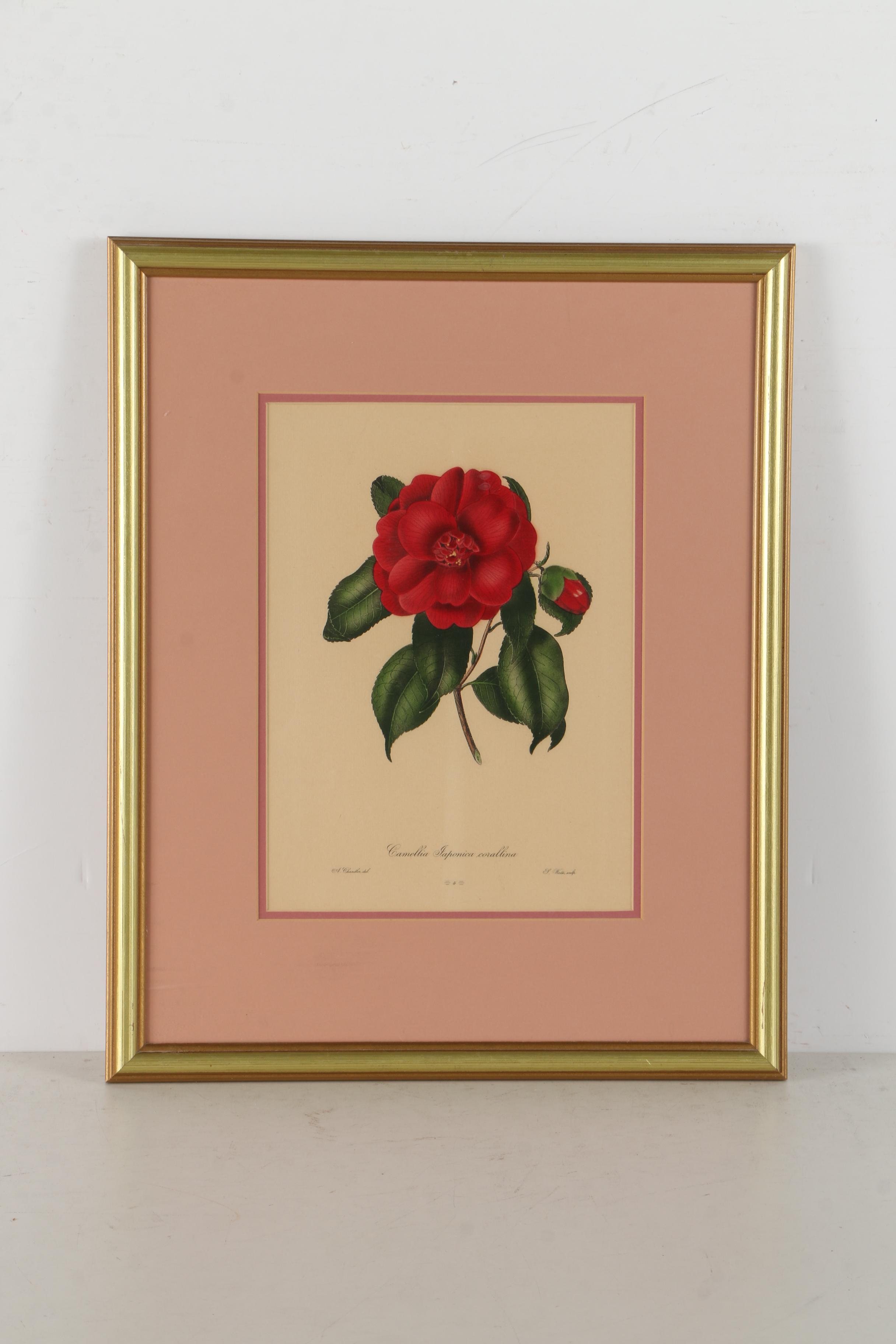 Pair of Hand-Colored Engravings after A. Chandler of Camellias