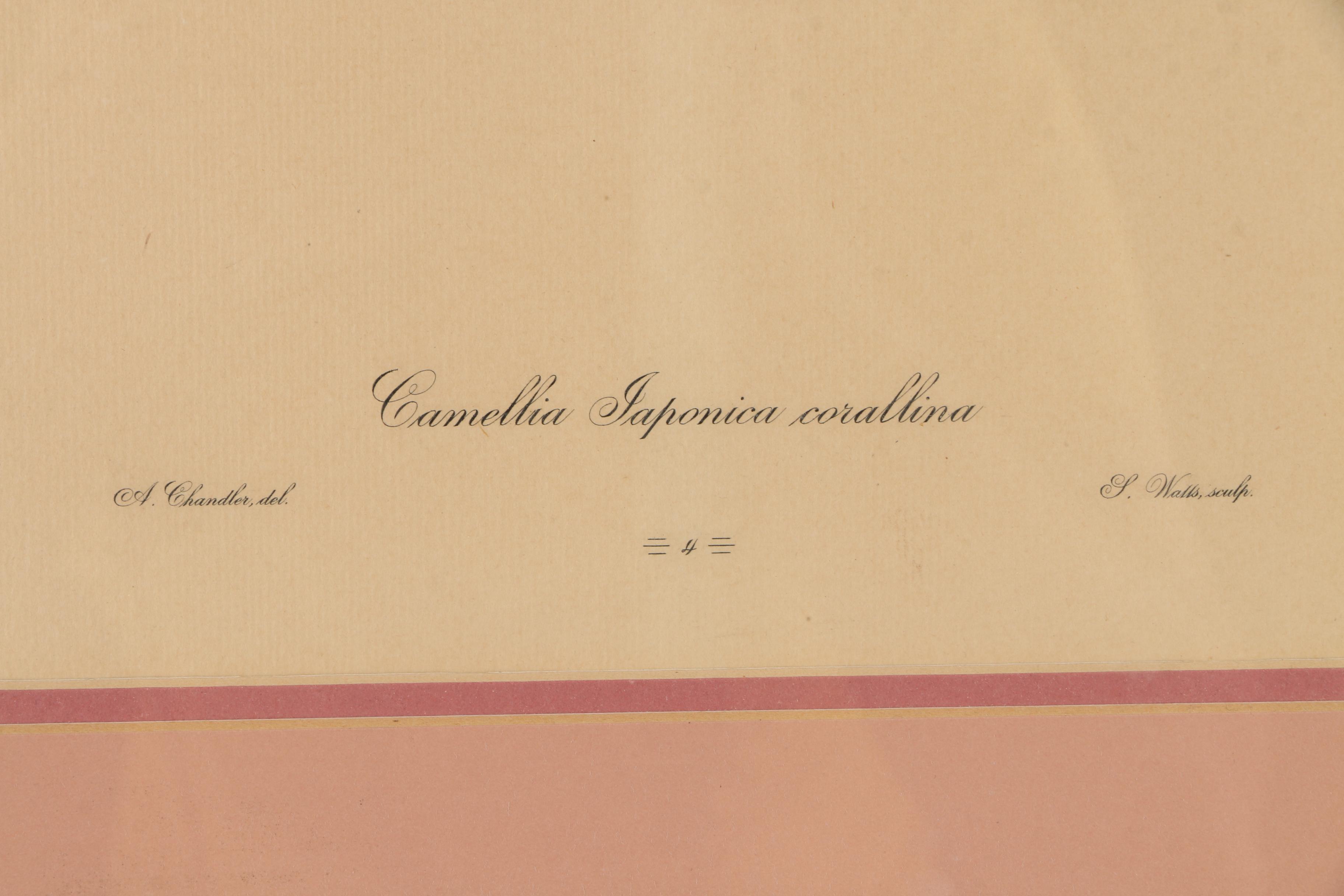 Pair of Hand-Colored Engravings after A. Chandler of Camellias