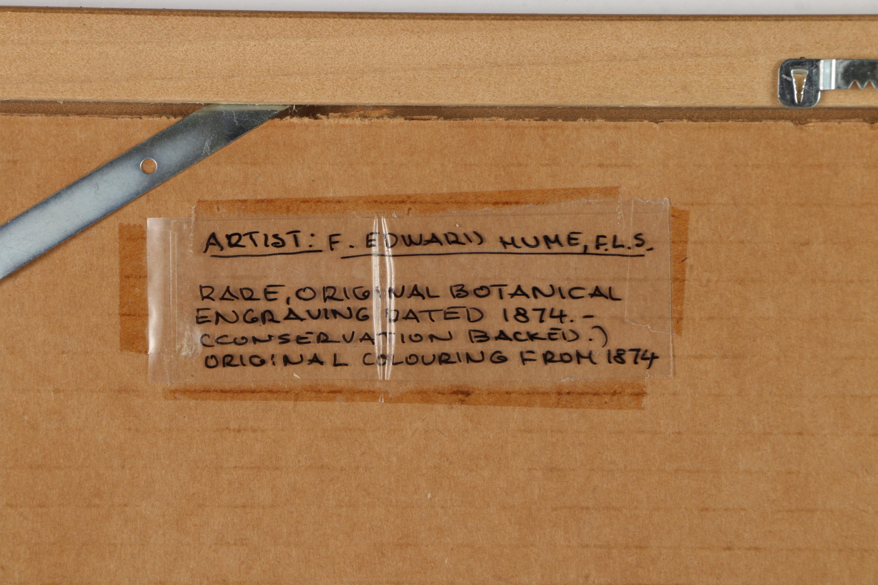 Pair of Hand-Colored Engravings after A. Chandler of Camellias