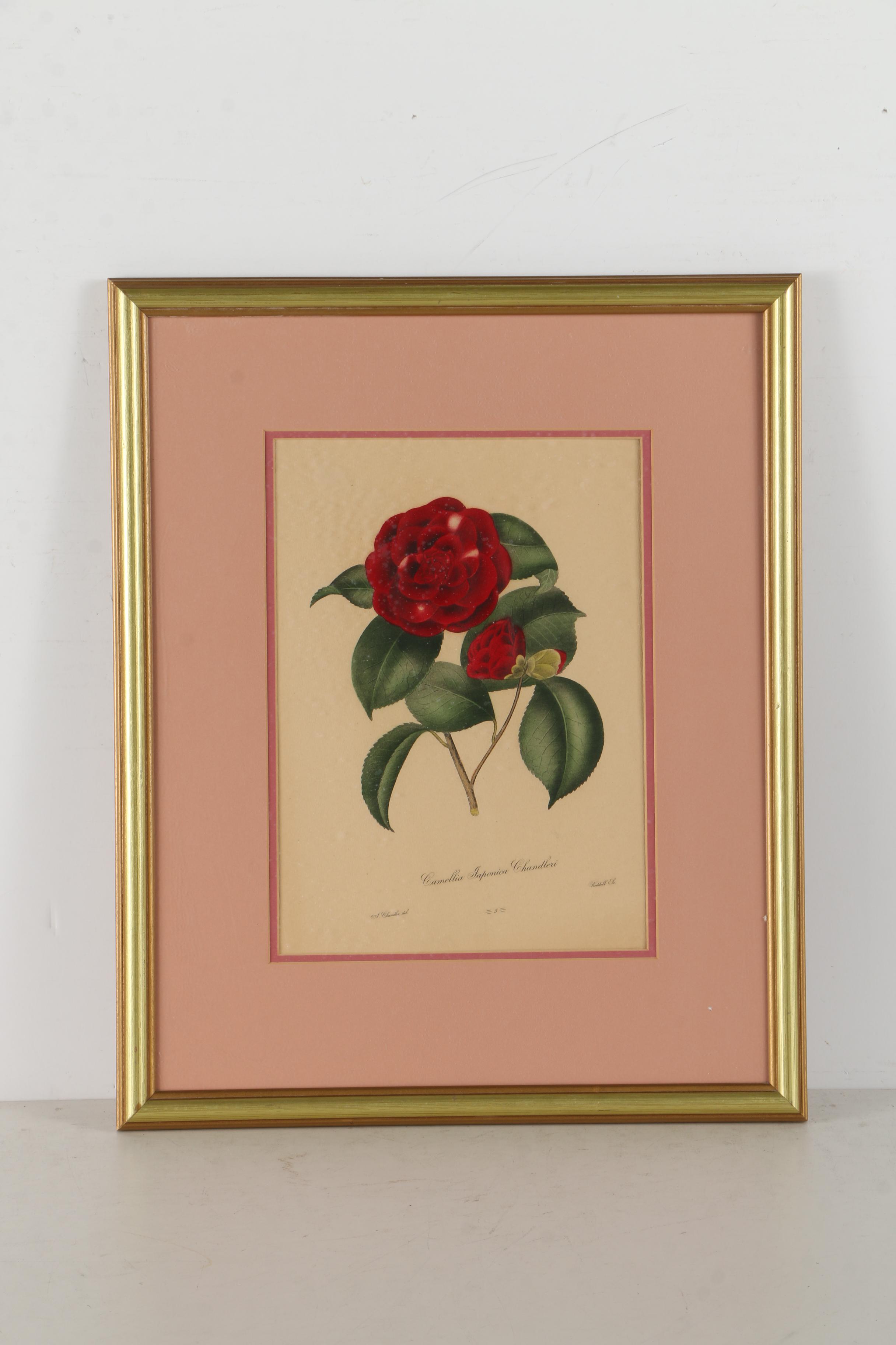 Pair of Hand-Colored Engravings after A. Chandler of Camellias