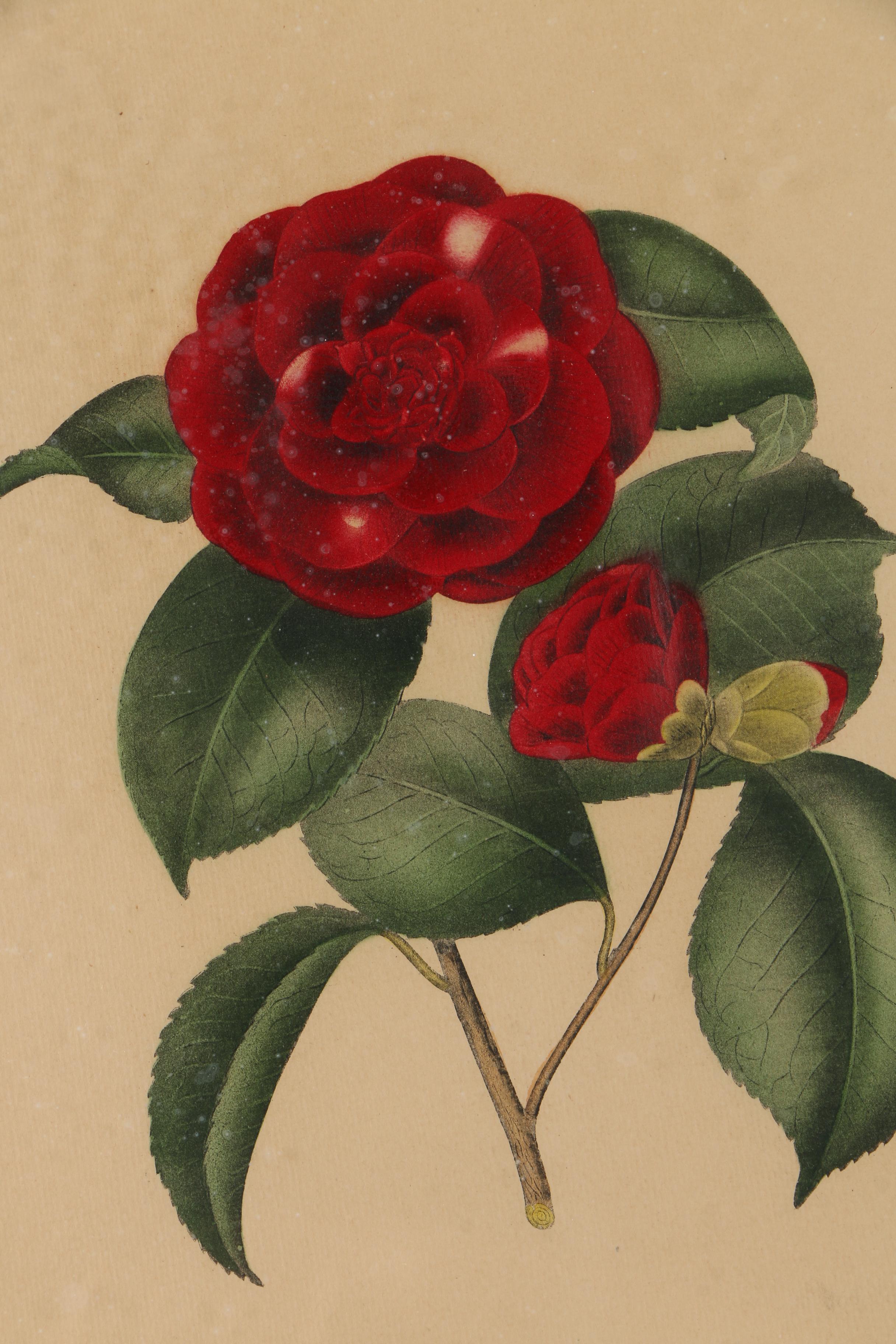 Pair of Hand-Colored Engravings after A. Chandler of Camellias