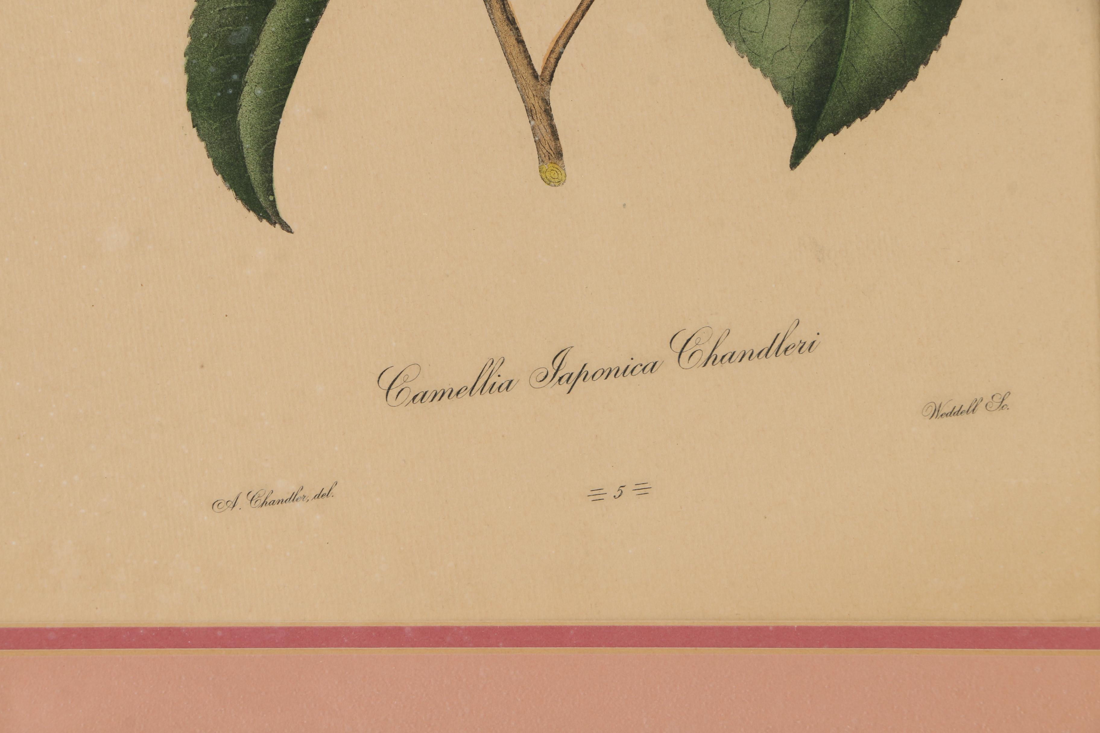 Pair of Hand-Colored Engravings after A. Chandler of Camellias