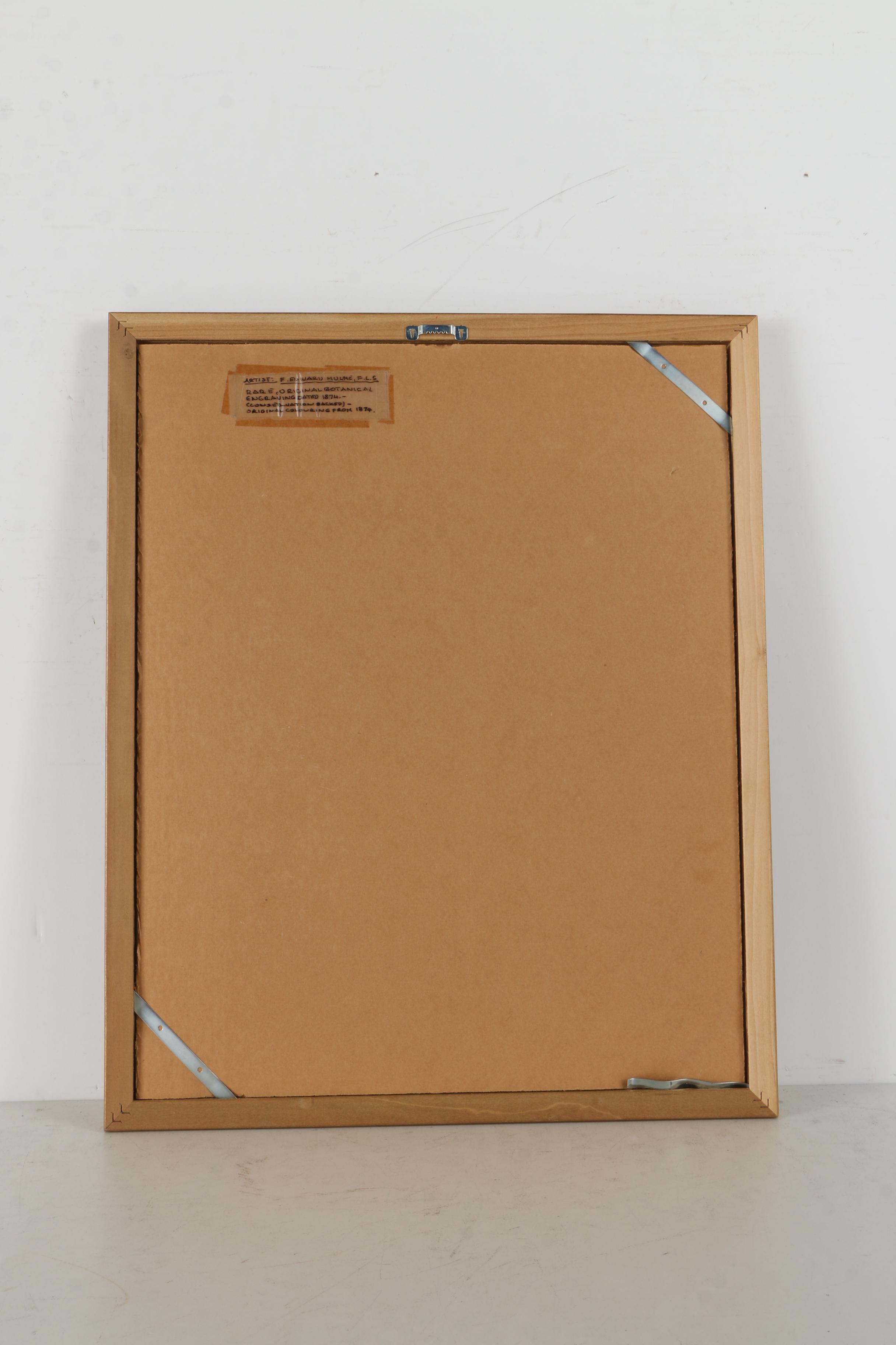 Pair of Hand-Colored Engravings after A. Chandler of Camellias