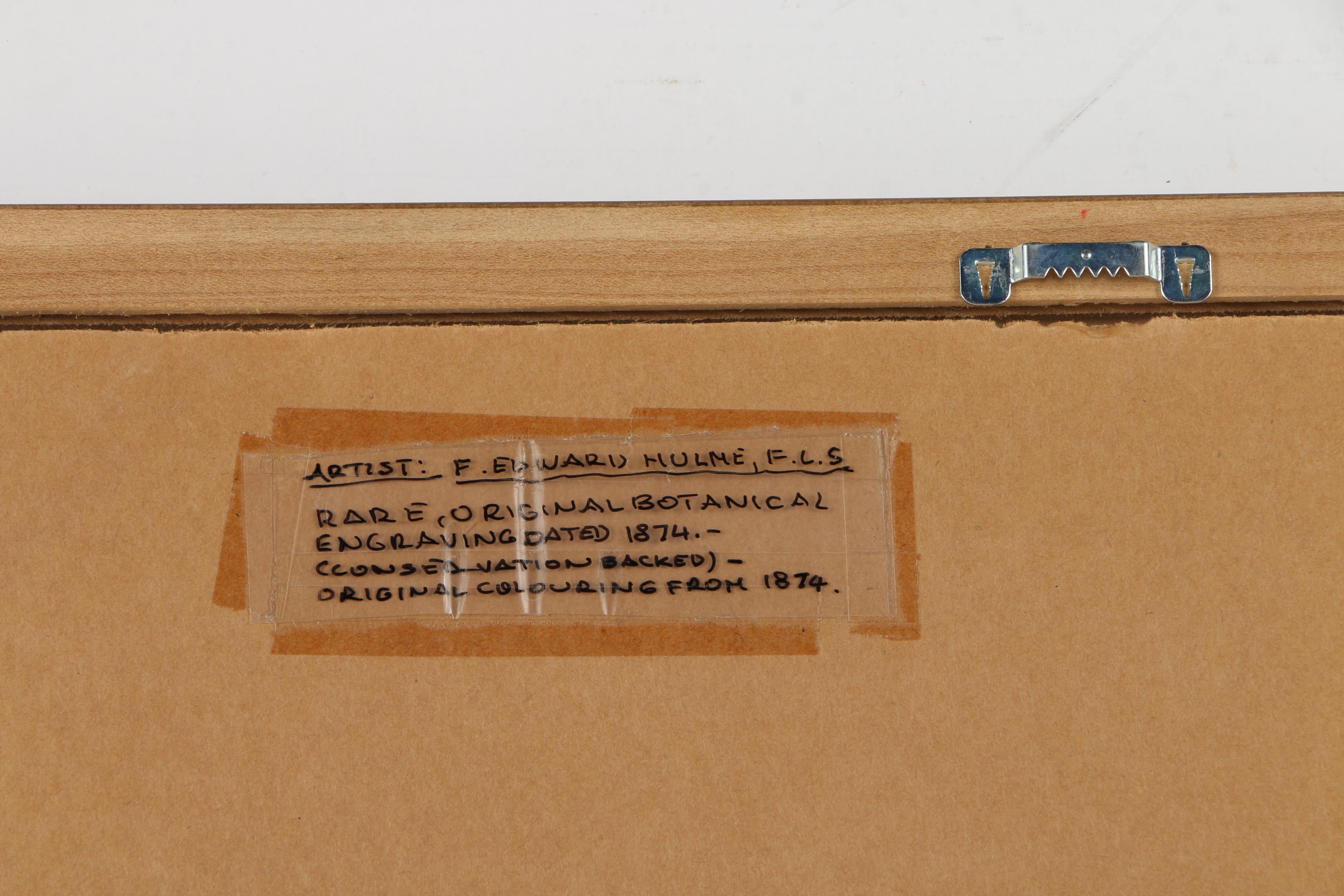 Pair of Hand-Colored Engravings after A. Chandler of Camellias