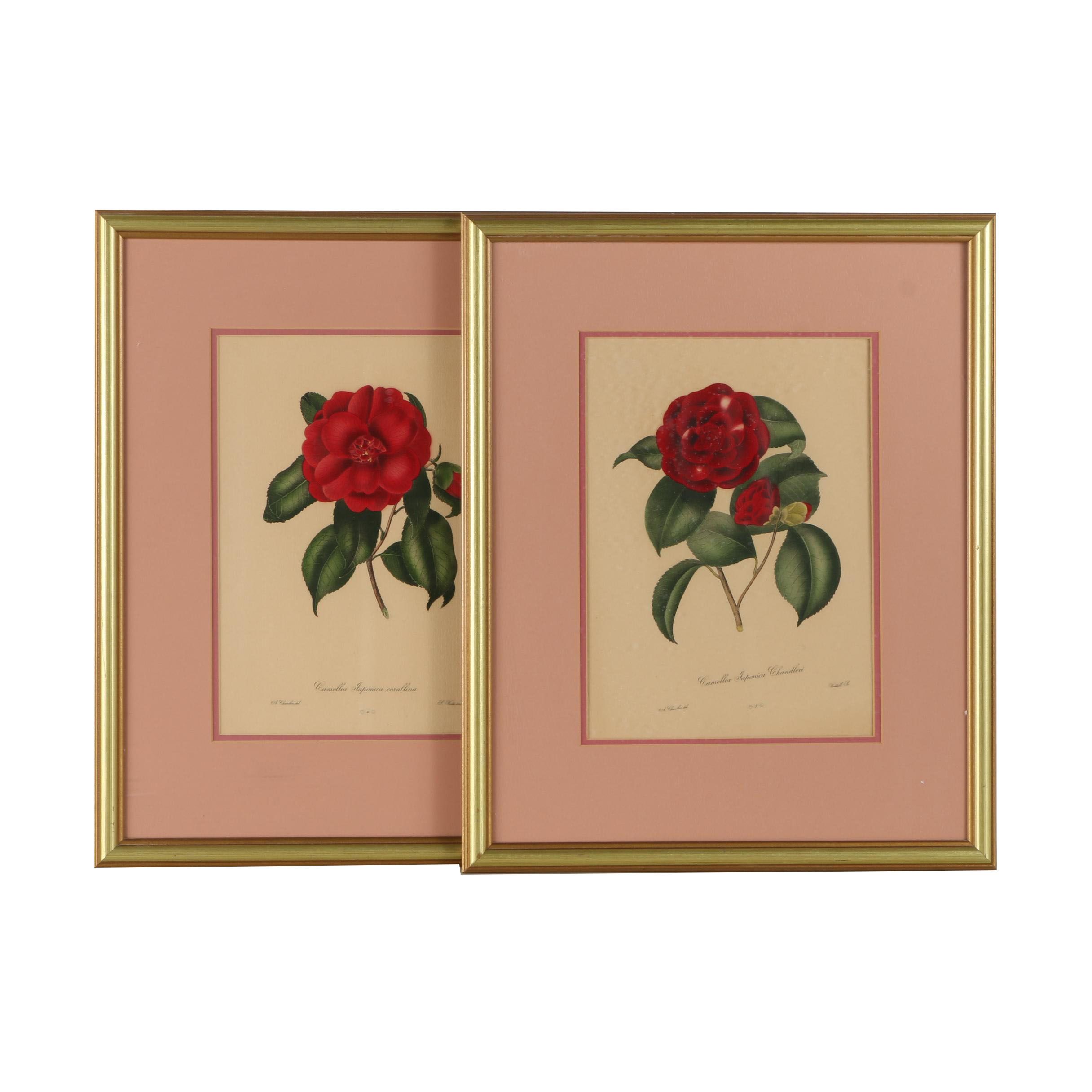 Pair of Hand-Colored Engravings after A. Chandler of Camellias