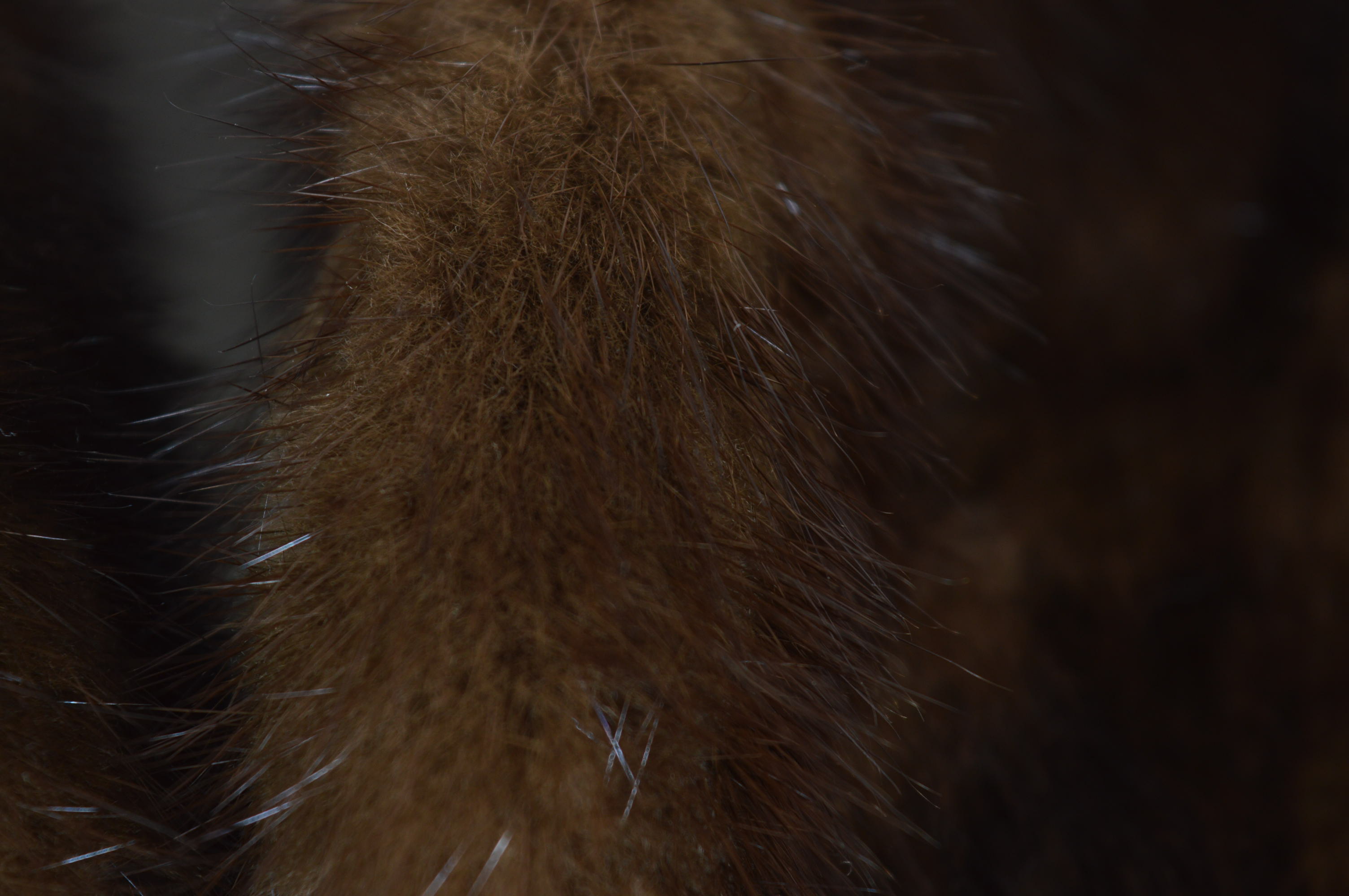 Vintage Women's Anderson Company Mink Fur Coat