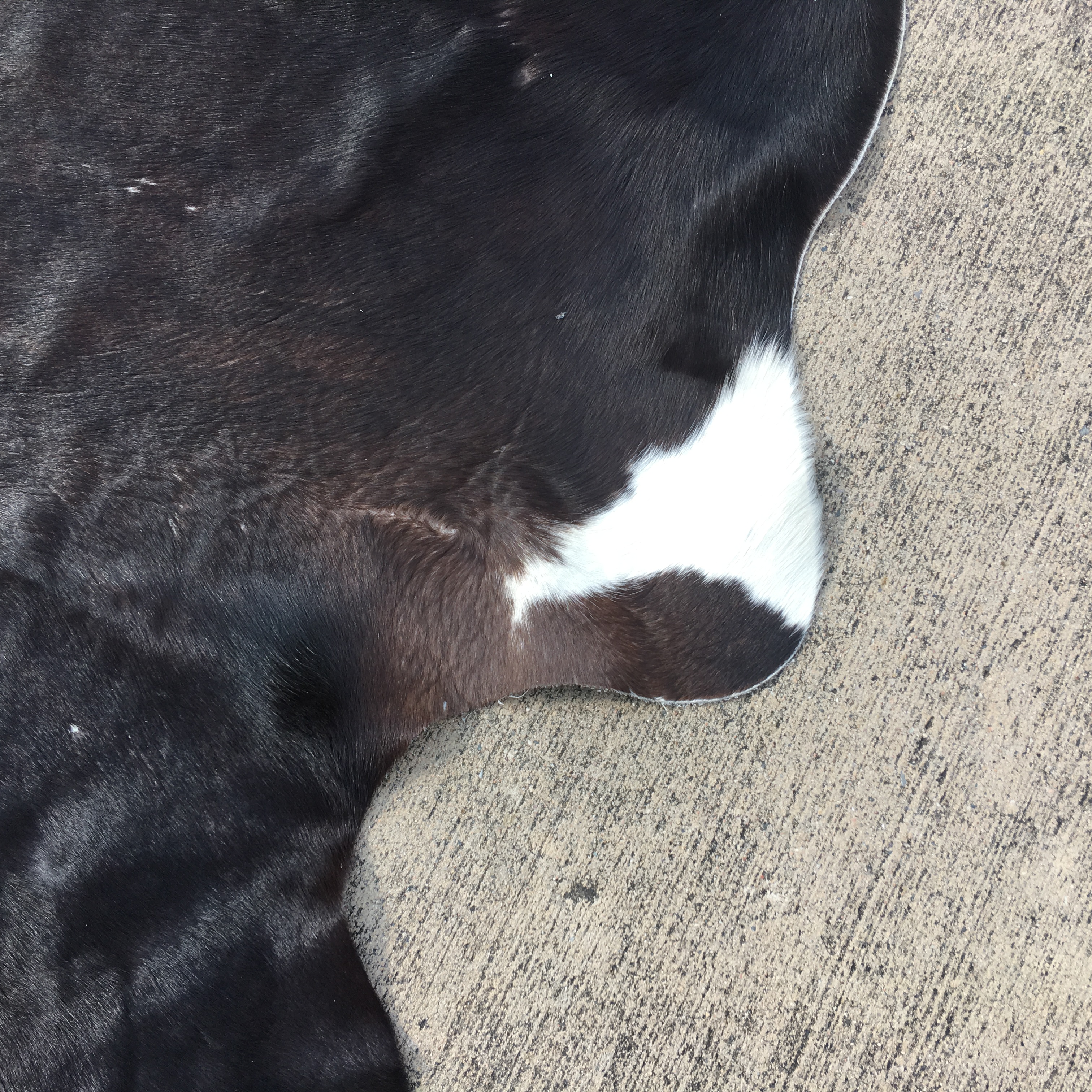 Ikea Koldby Cowhide Area Rug