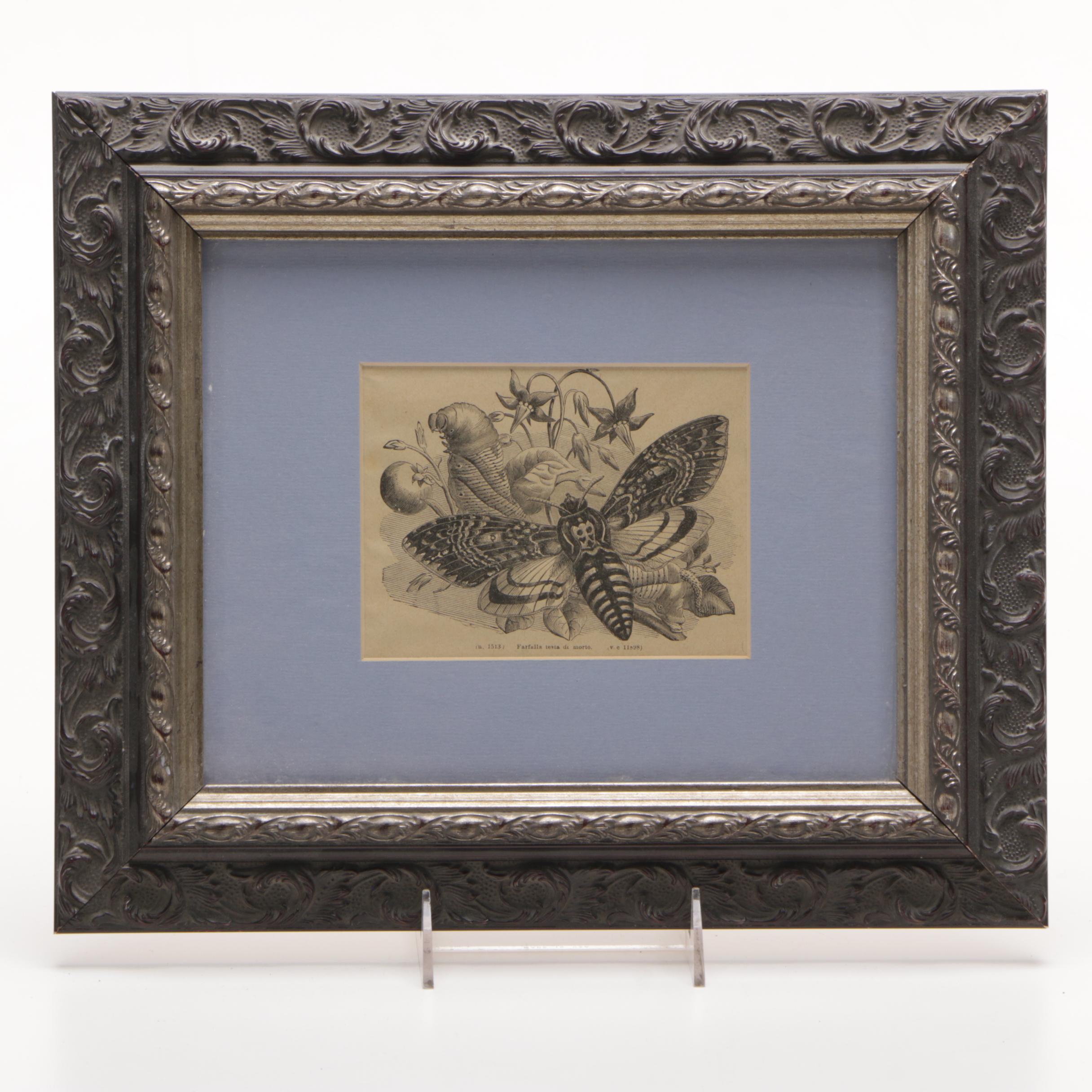 Vintage Woodblock Print on Paper "The Death's-Head Moth"