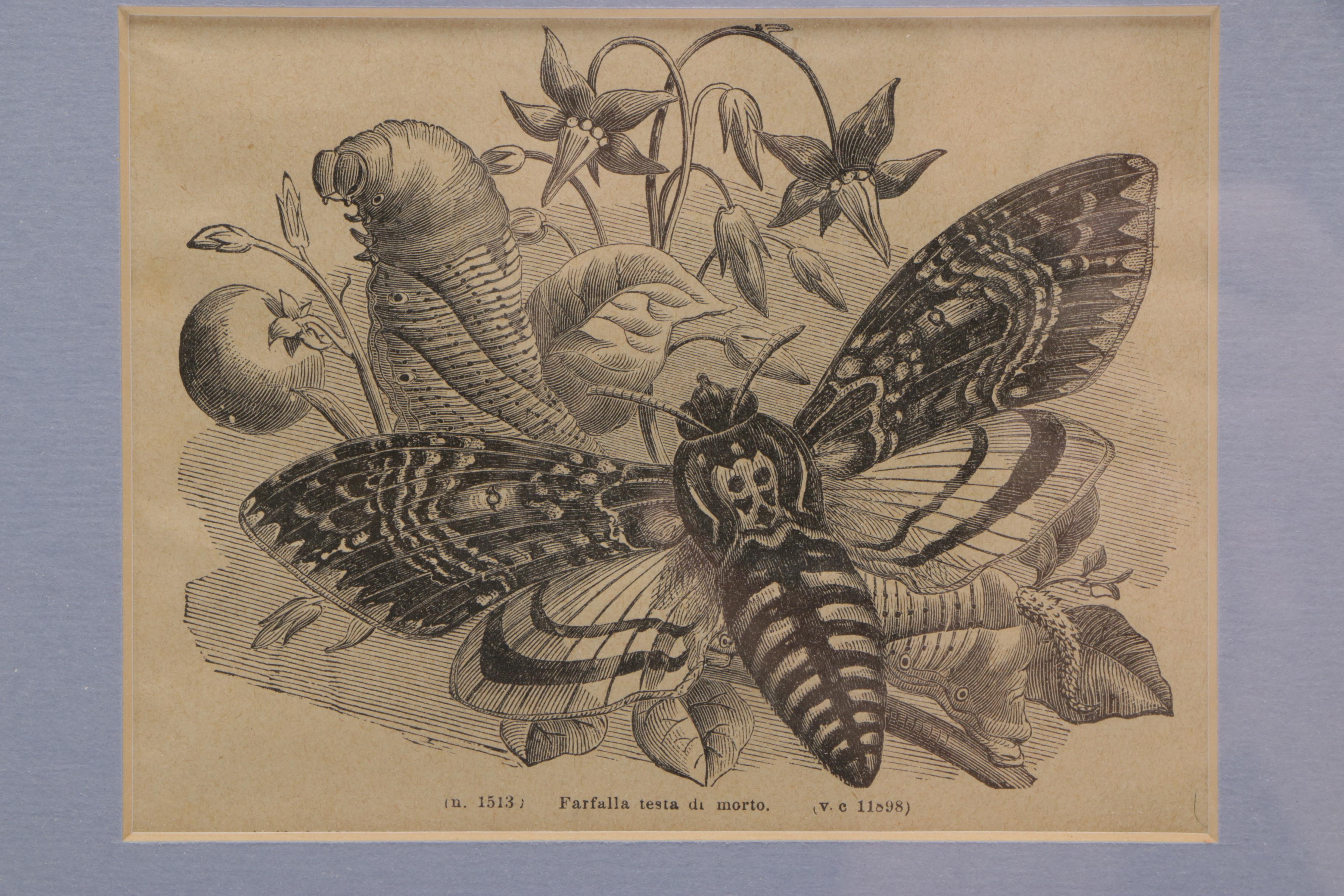 Vintage Woodblock Print on Paper "The Death's-Head Moth"