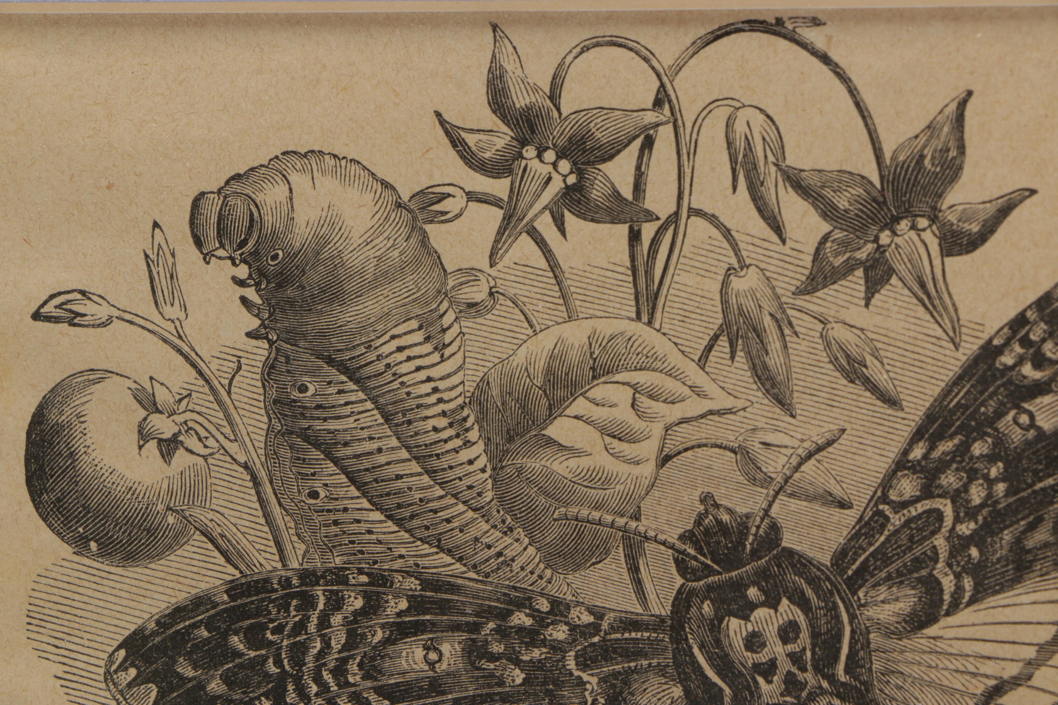 Vintage Woodblock Print on Paper "The Death's-Head Moth"