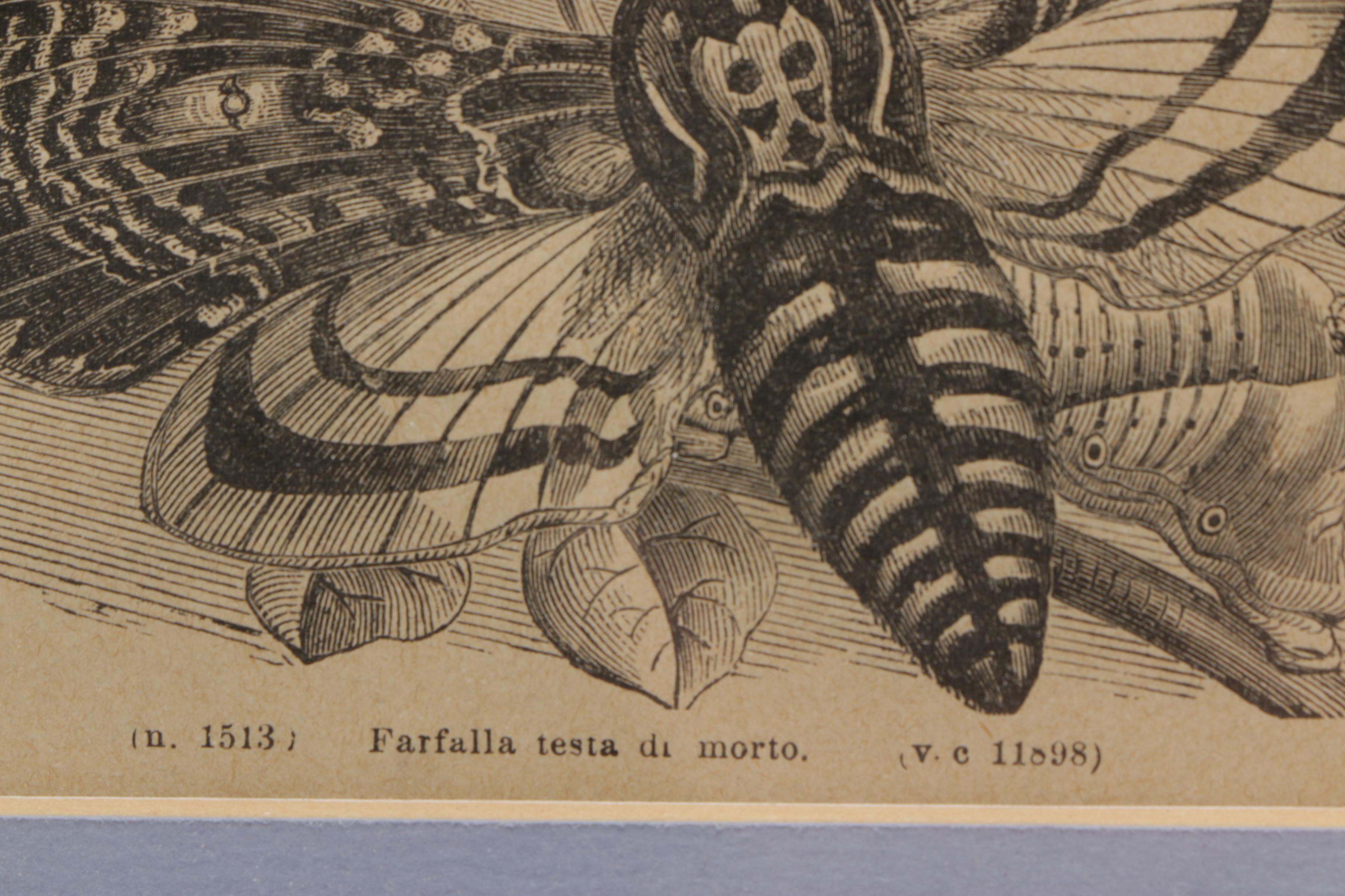 Vintage Woodblock Print on Paper "The Death's-Head Moth"
