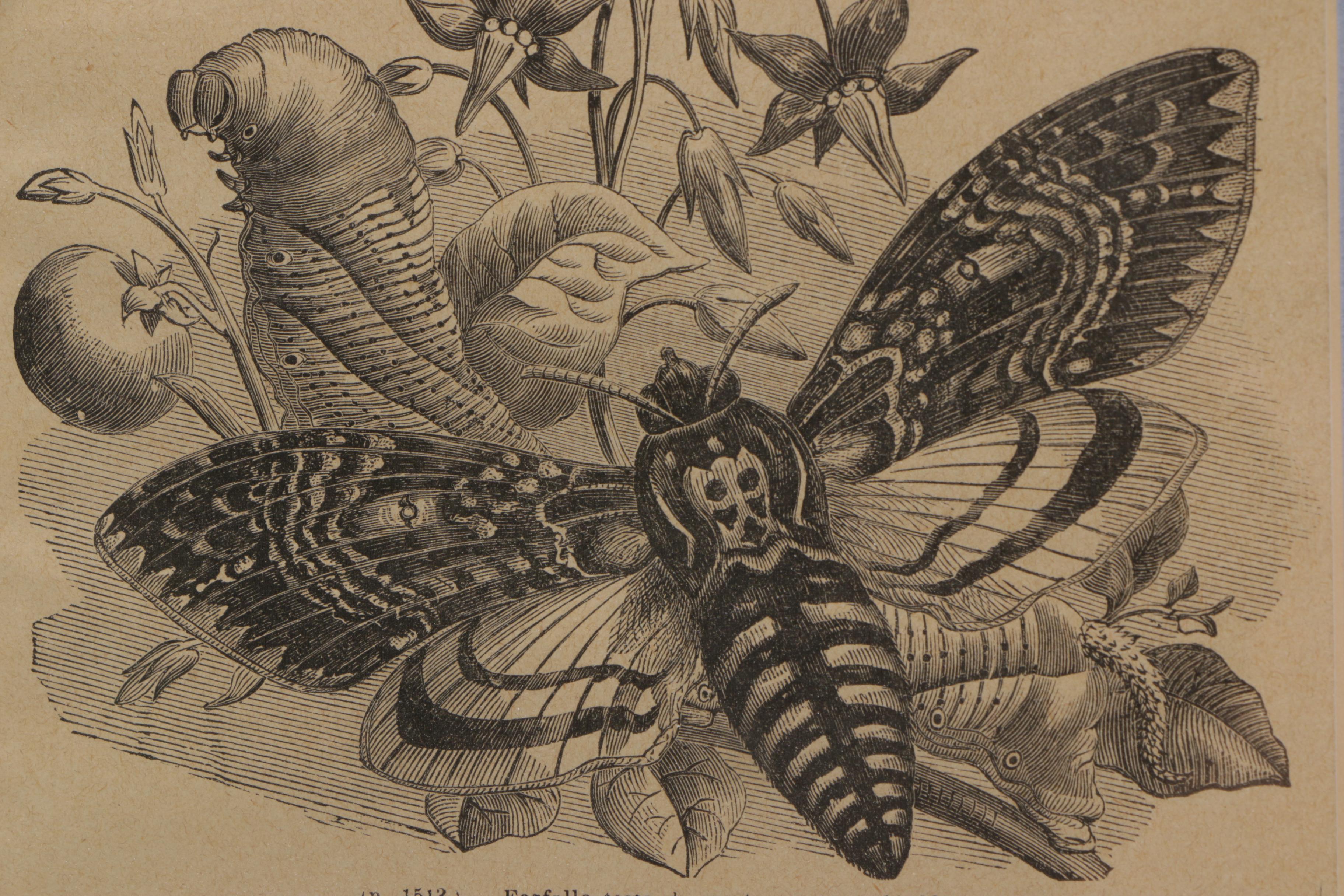 Vintage Woodblock Print on Paper "The Death's-Head Moth"