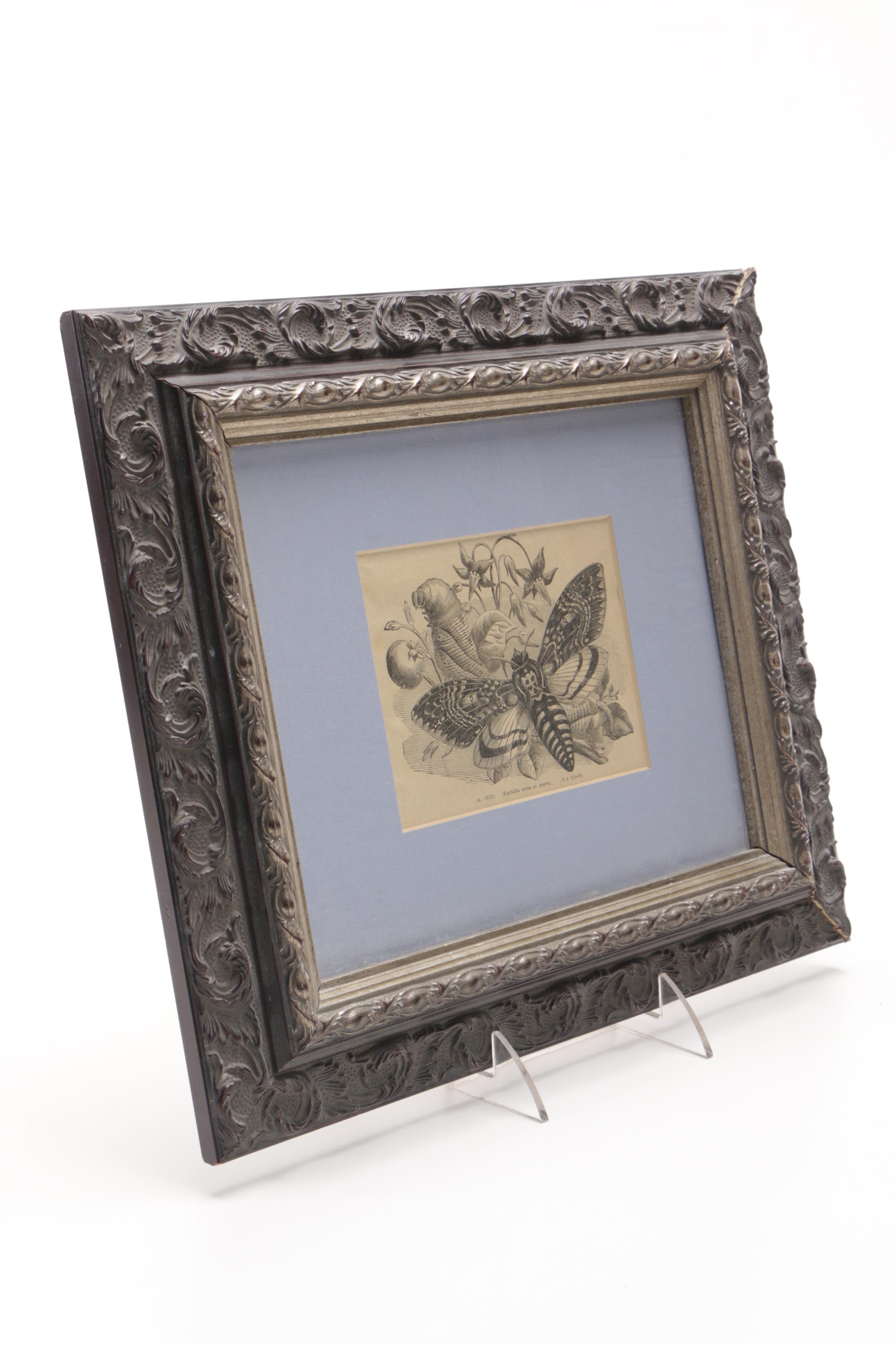 Vintage Woodblock Print on Paper "The Death's-Head Moth"