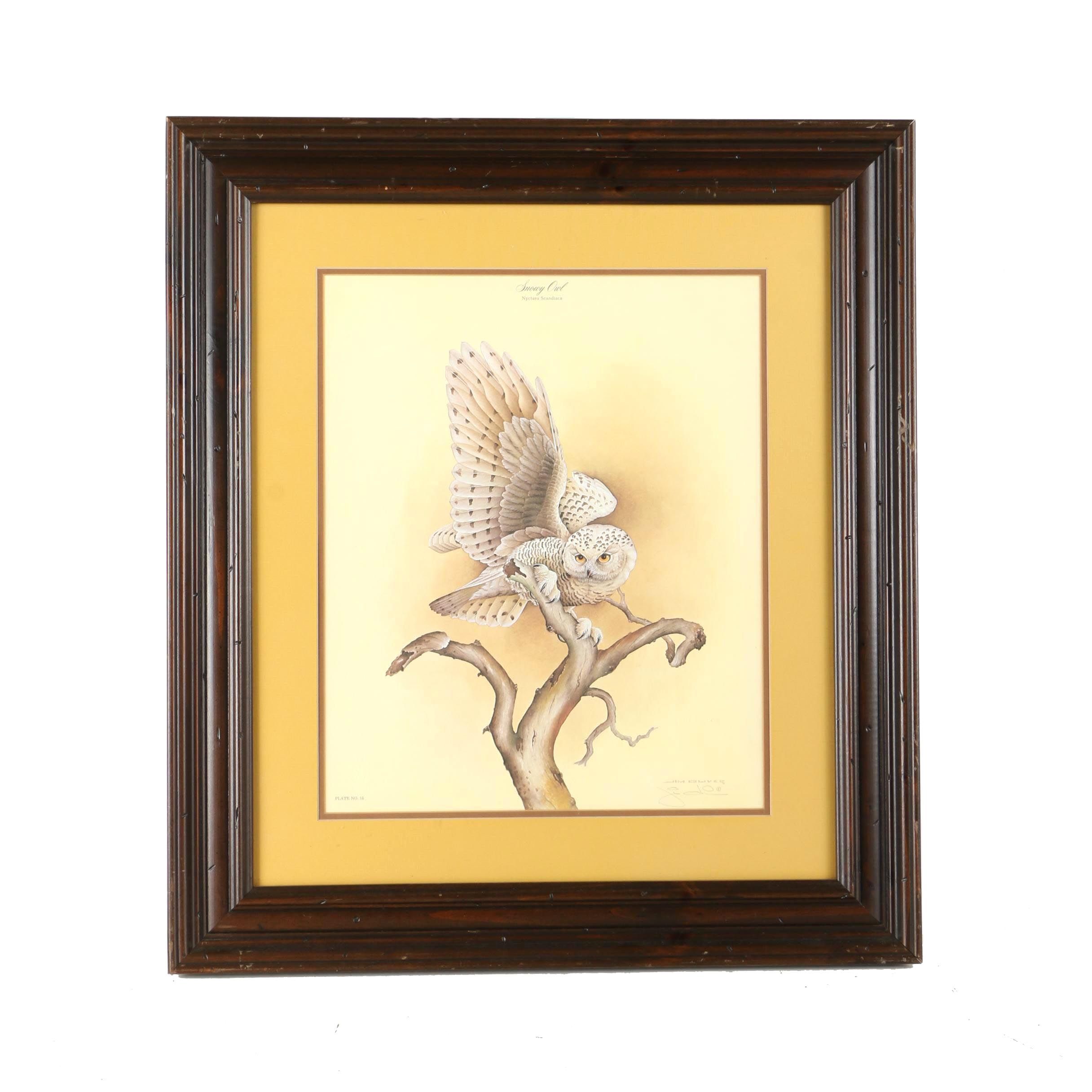 After Jim Oliver Offset Lithograph on Paper "Snowy Owl"