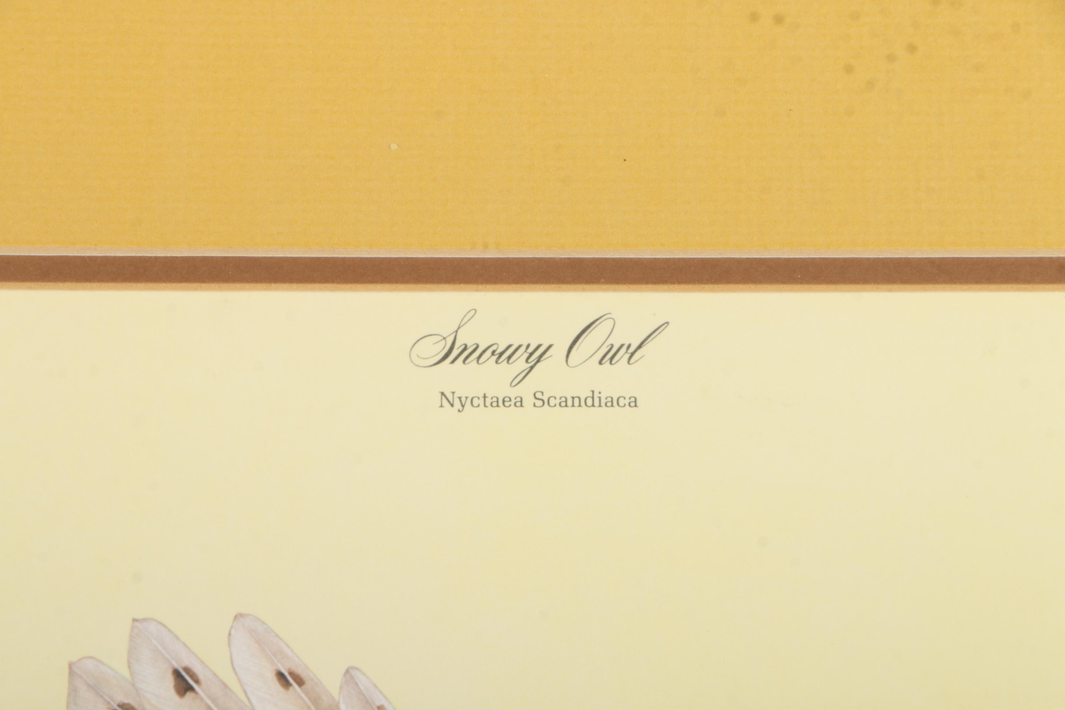 After Jim Oliver Offset Lithograph on Paper "Snowy Owl"