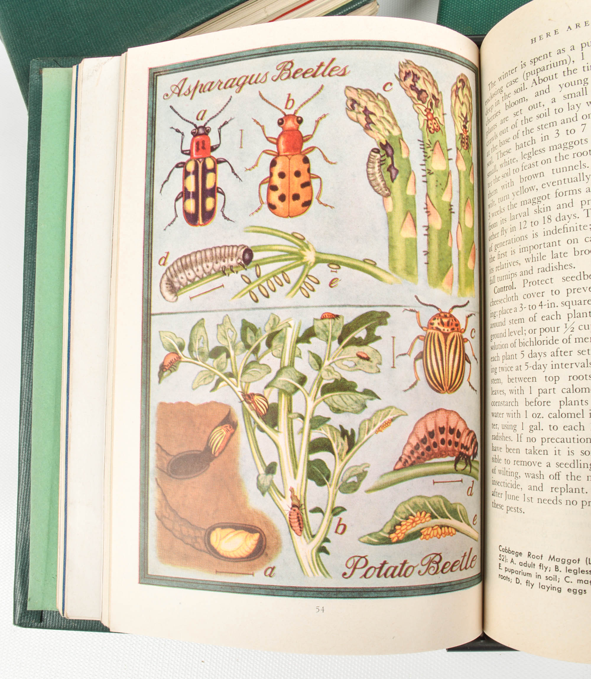 Bound Issues Of "The Home Garden" Magazine