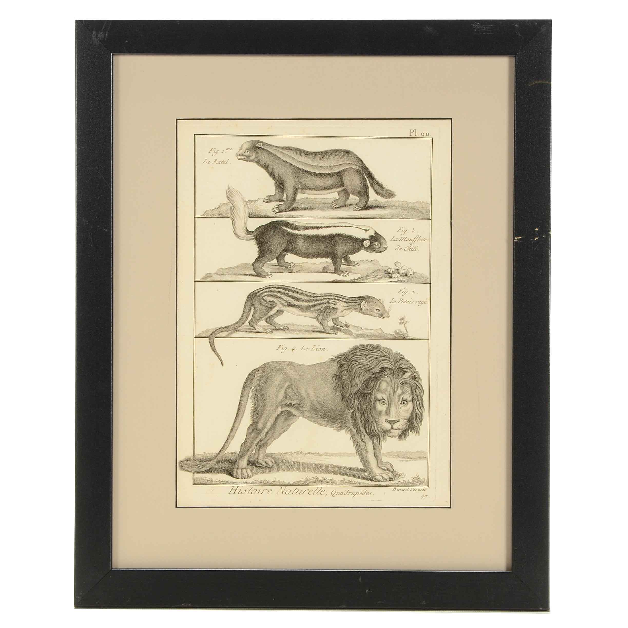 Bénard Direxit Antique 18th-Century Copper Engraving Bookplate from Georges-Louis Leclerc's "Histoire Naturelle, Quadrupèdes"