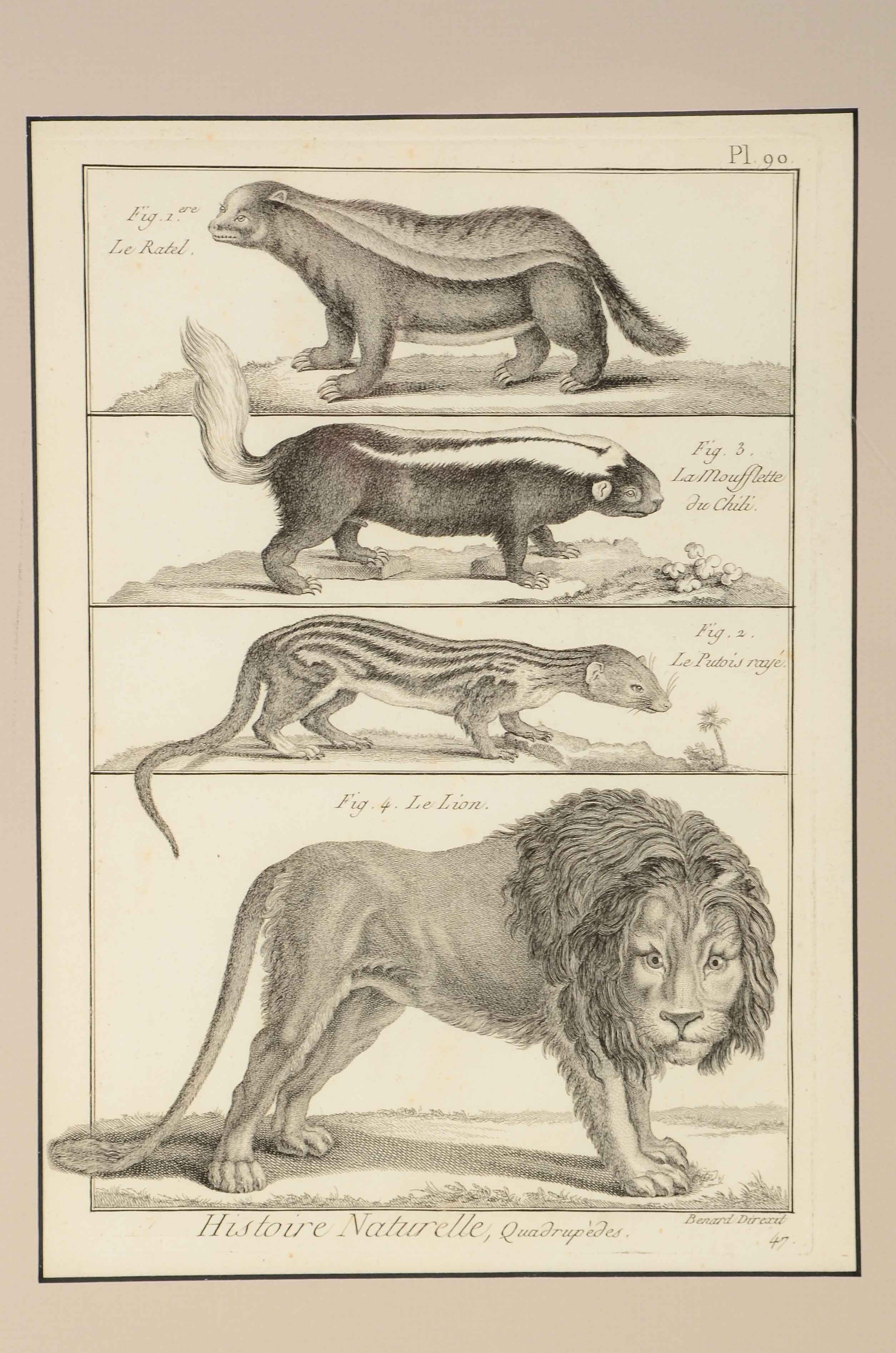 Bénard Direxit Antique 18th-Century Copper Engraving Bookplate from Georges-Louis Leclerc's "Histoire Naturelle, Quadrupèdes"