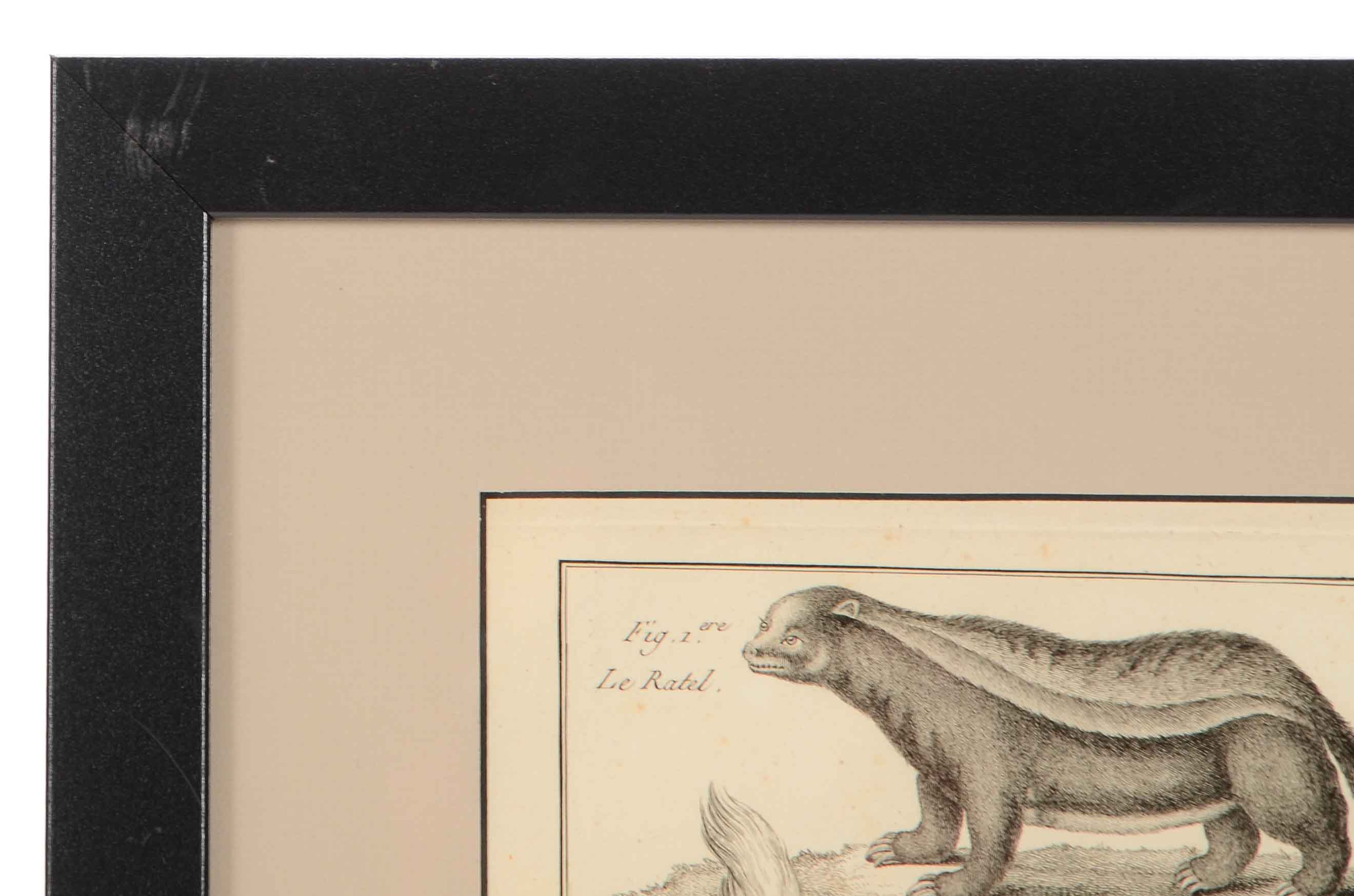 Bénard Direxit Antique 18th-Century Copper Engraving Bookplate from Georges-Louis Leclerc's "Histoire Naturelle, Quadrupèdes"