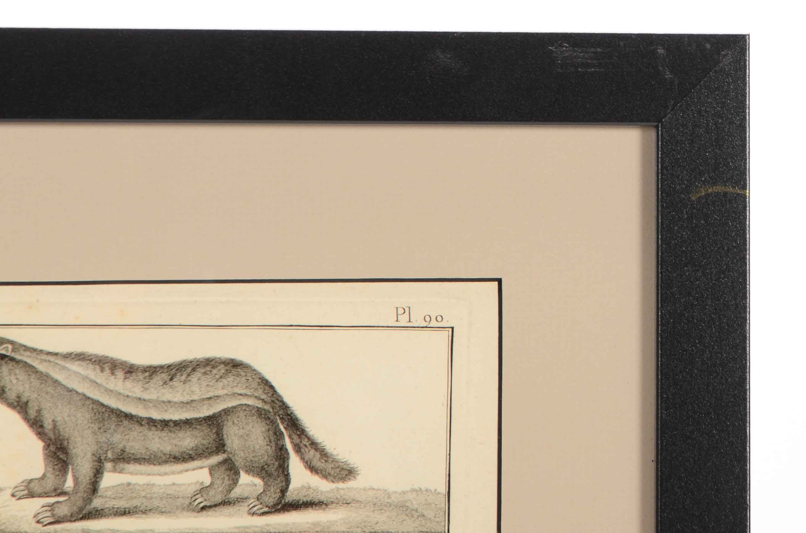 Bénard Direxit Antique 18th-Century Copper Engraving Bookplate from Georges-Louis Leclerc's "Histoire Naturelle, Quadrupèdes"