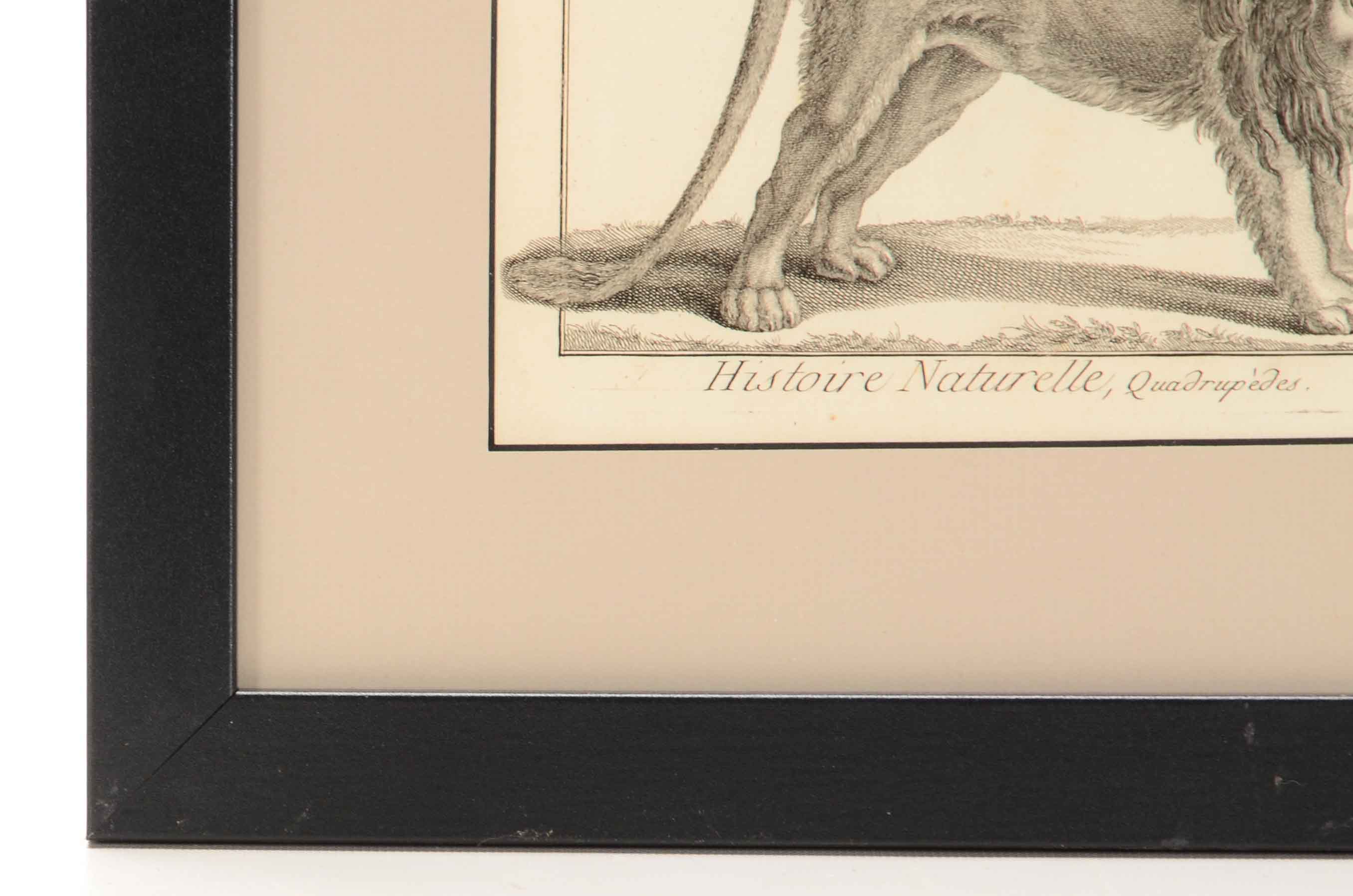 Bénard Direxit Antique 18th-Century Copper Engraving Bookplate from Georges-Louis Leclerc's "Histoire Naturelle, Quadrupèdes"