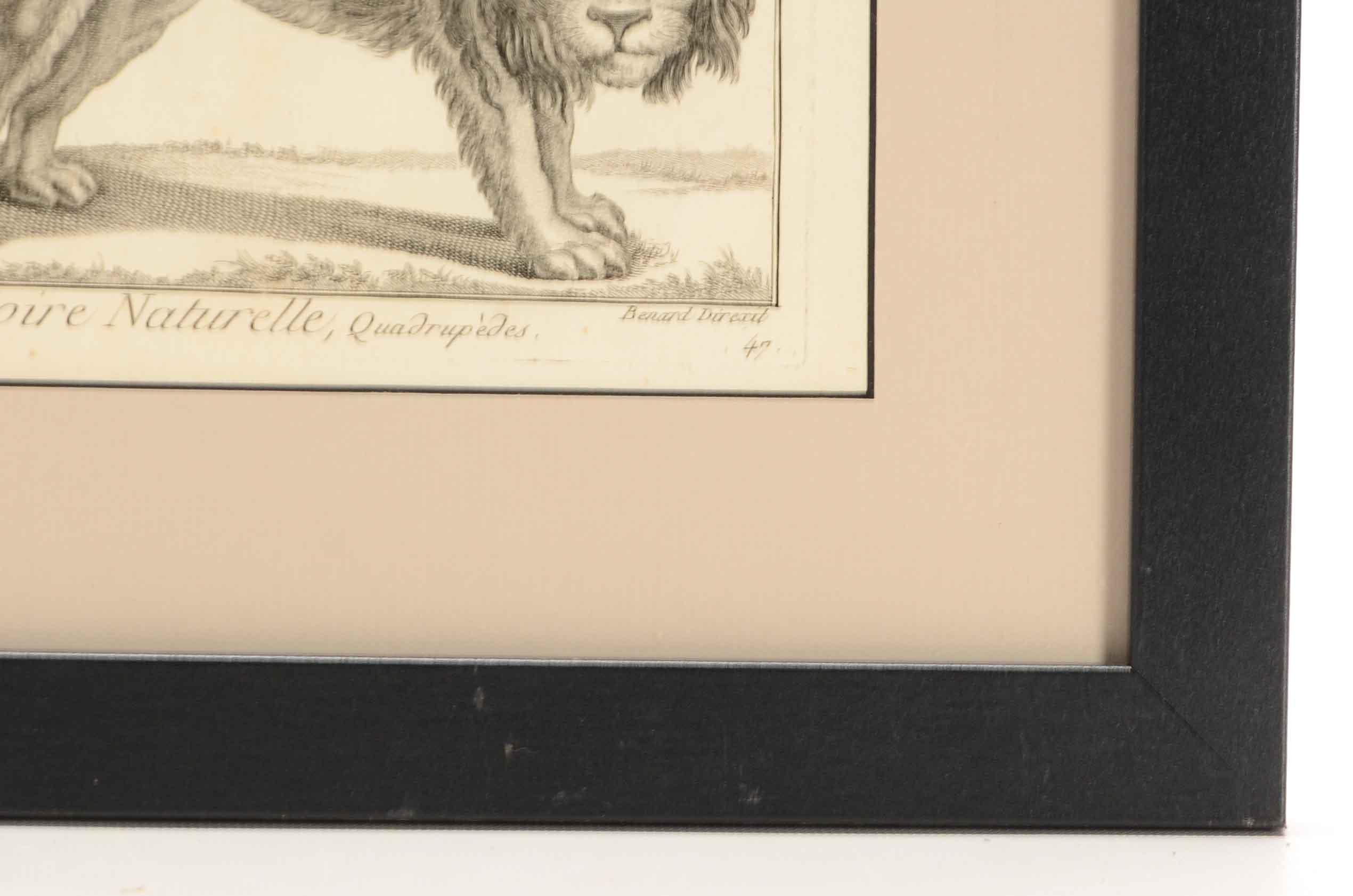 Bénard Direxit Antique 18th-Century Copper Engraving Bookplate from Georges-Louis Leclerc's "Histoire Naturelle, Quadrupèdes"