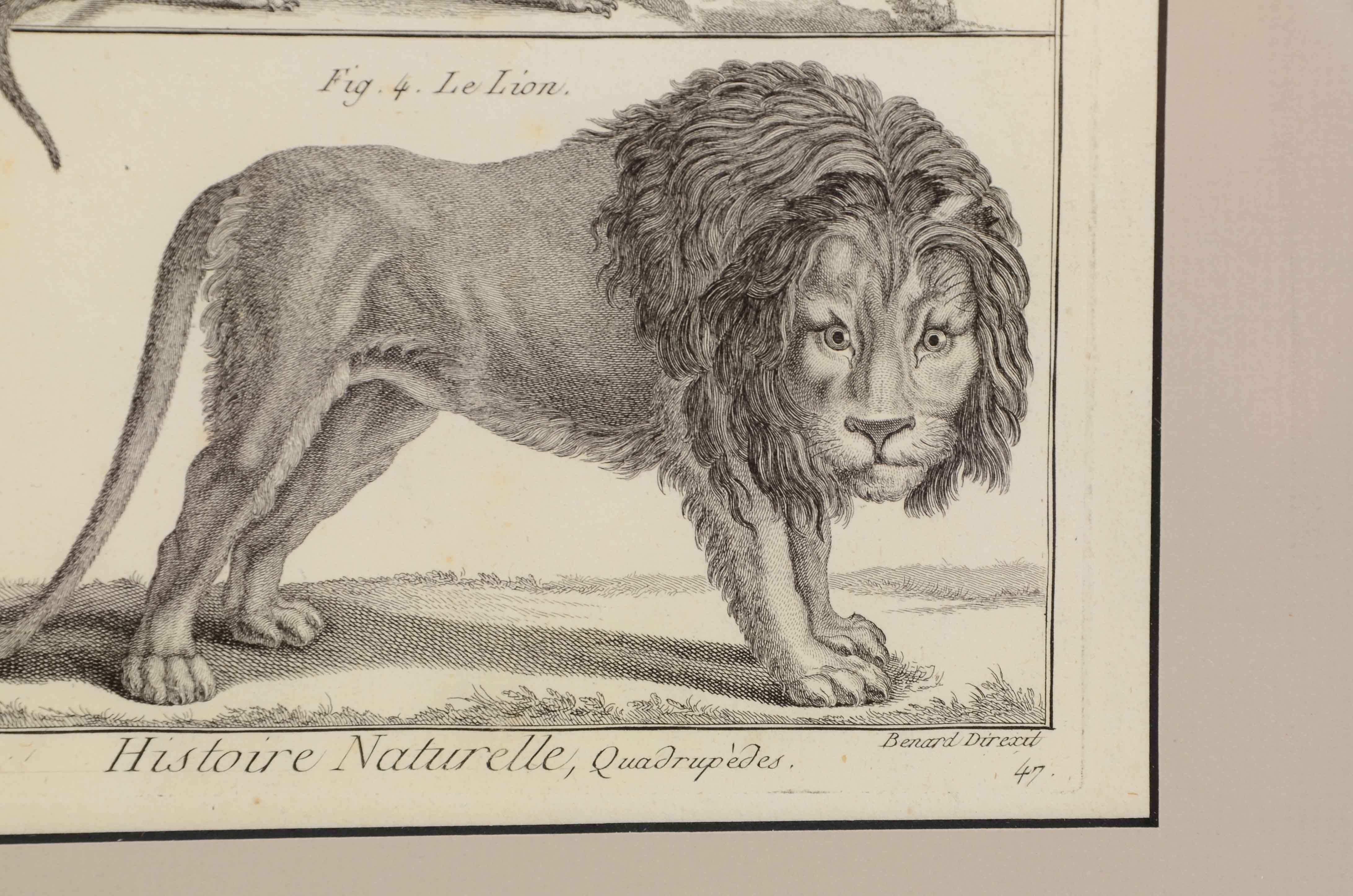 Bénard Direxit Antique 18th-Century Copper Engraving Bookplate from Georges-Louis Leclerc's "Histoire Naturelle, Quadrupèdes"