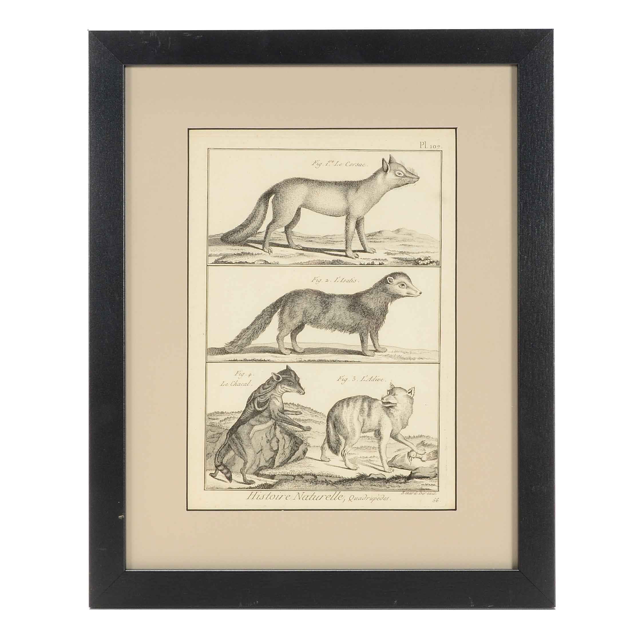 Bénard Direxit Antique 18th-Century Copper Engraving Bookplate from Georges-Louis Leclerc's "Histoire Naturelle, Quadrupèdes"