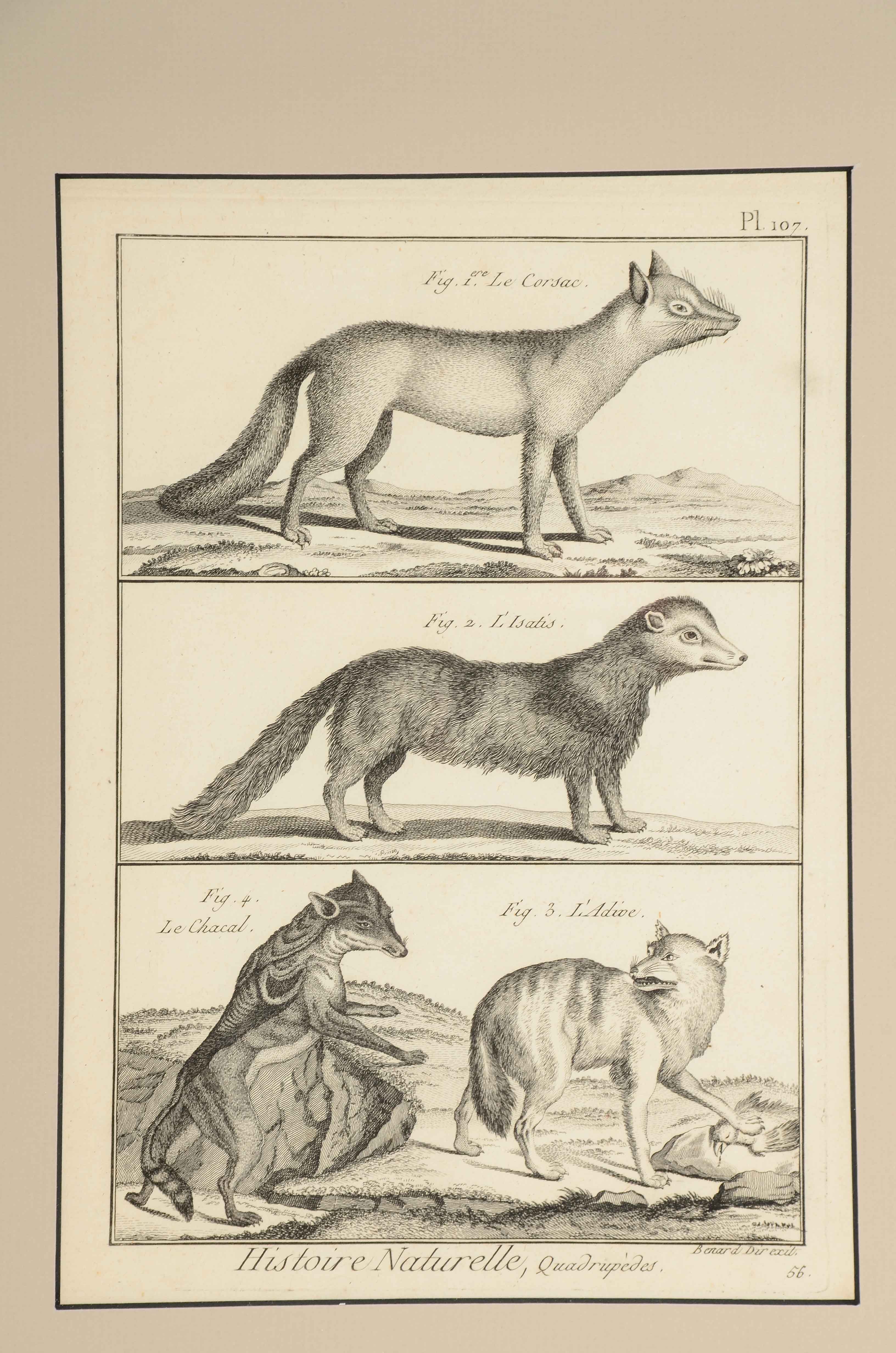 Bénard Direxit Antique 18th-Century Copper Engraving Bookplate from Georges-Louis Leclerc's "Histoire Naturelle, Quadrupèdes"