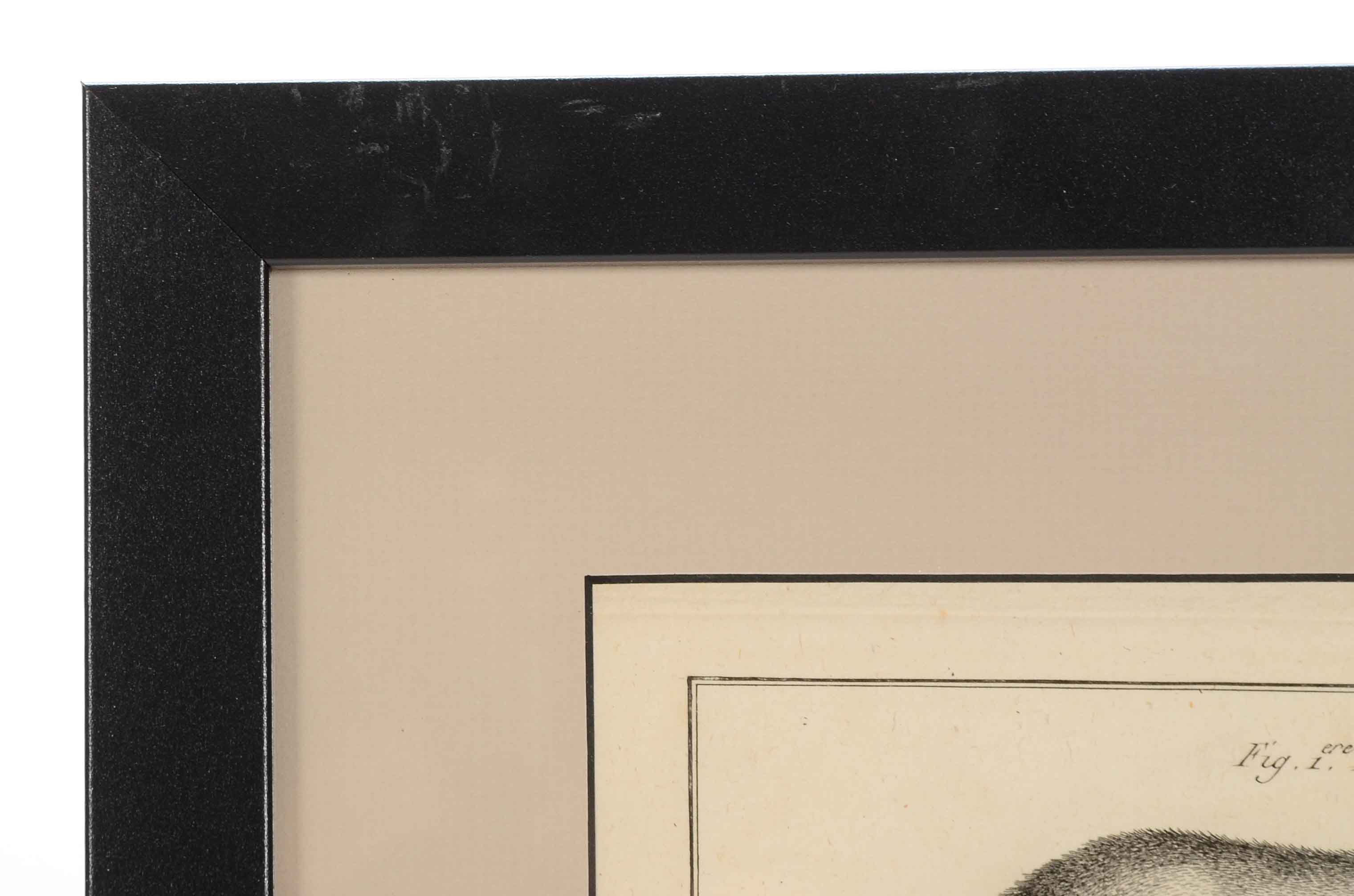 Bénard Direxit Antique 18th-Century Copper Engraving Bookplate from Georges-Louis Leclerc's "Histoire Naturelle, Quadrupèdes"