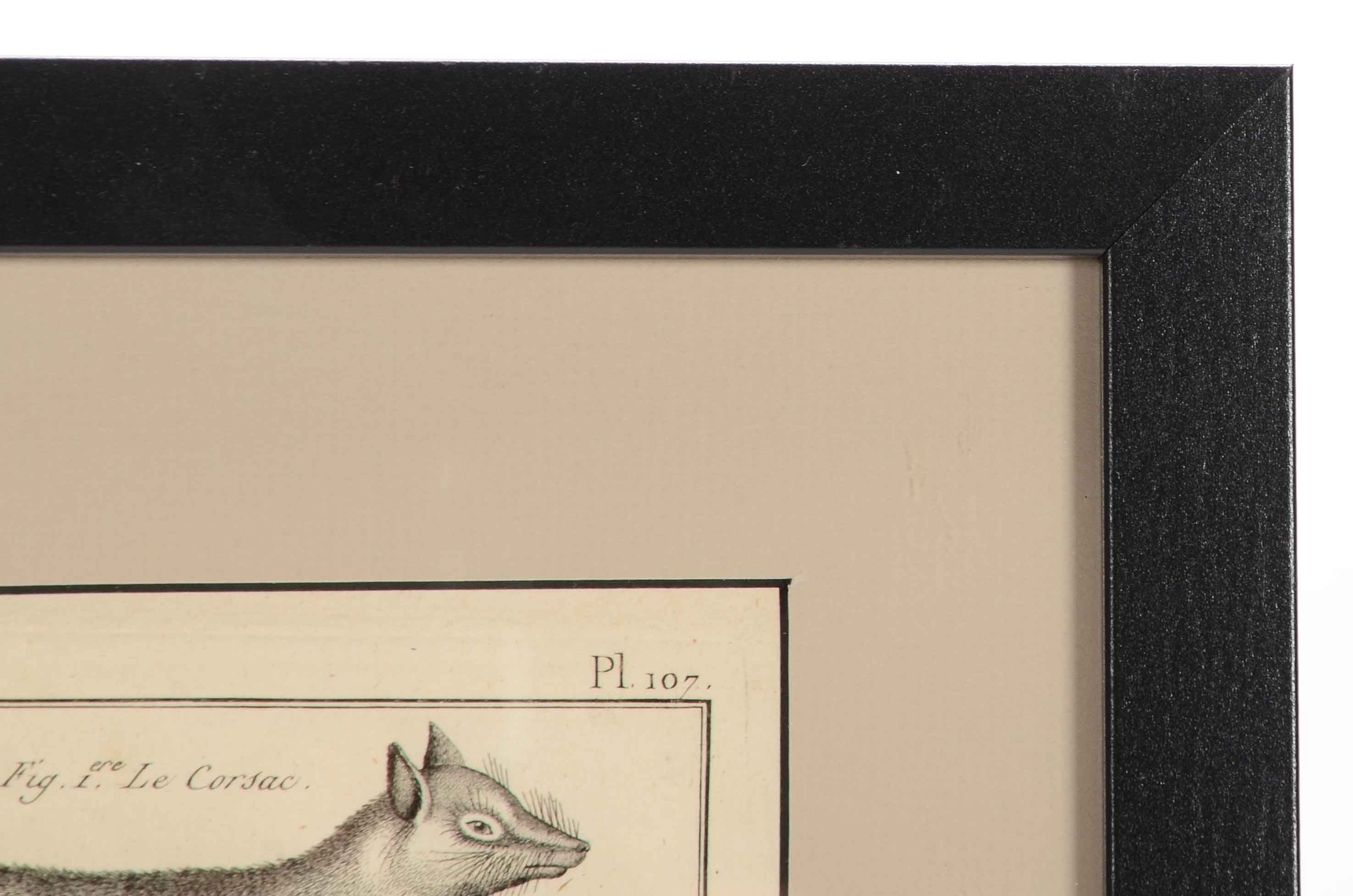 Bénard Direxit Antique 18th-Century Copper Engraving Bookplate from Georges-Louis Leclerc's "Histoire Naturelle, Quadrupèdes"