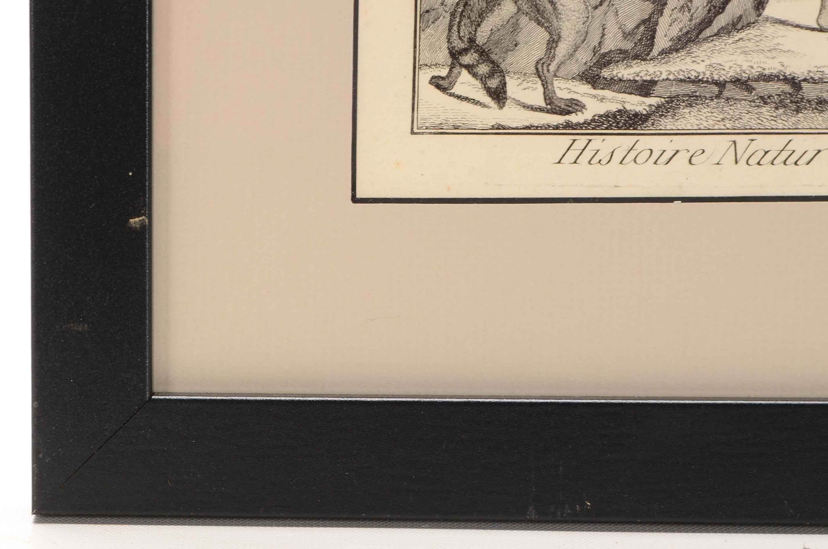 Bénard Direxit Antique 18th-Century Copper Engraving Bookplate from Georges-Louis Leclerc's "Histoire Naturelle, Quadrupèdes"