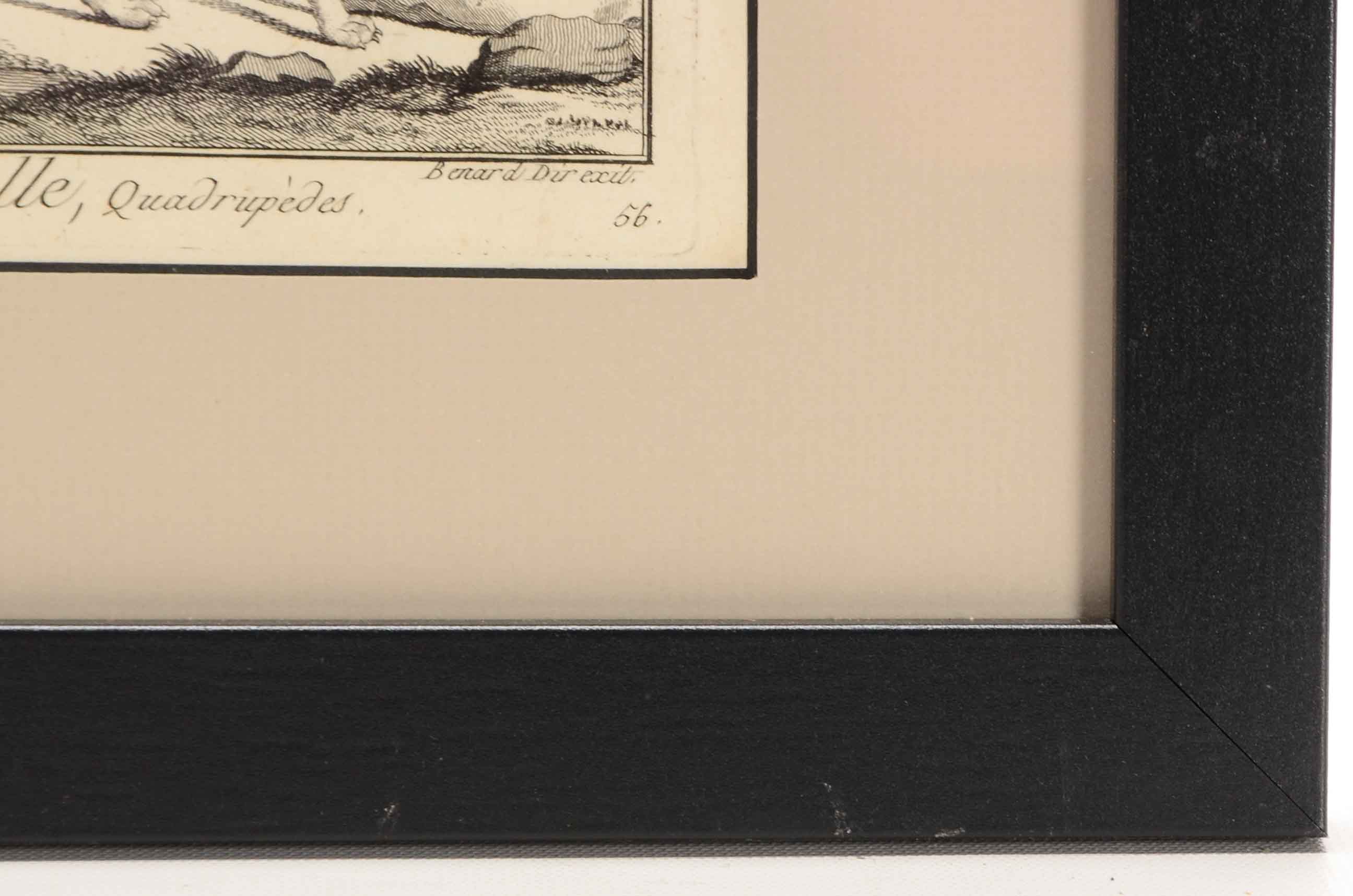 Bénard Direxit Antique 18th-Century Copper Engraving Bookplate from Georges-Louis Leclerc's "Histoire Naturelle, Quadrupèdes"