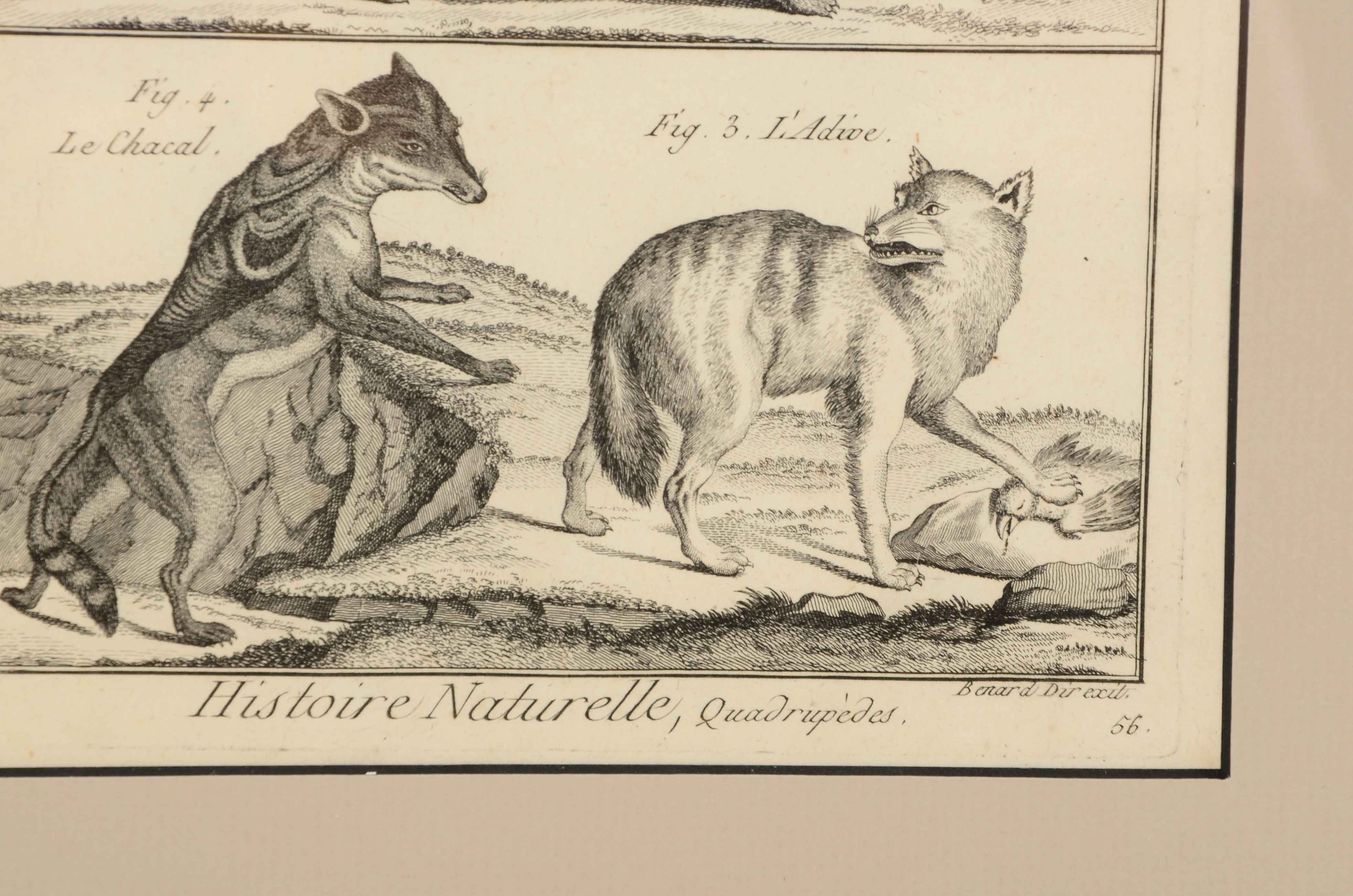 Bénard Direxit Antique 18th-Century Copper Engraving Bookplate from Georges-Louis Leclerc's "Histoire Naturelle, Quadrupèdes"