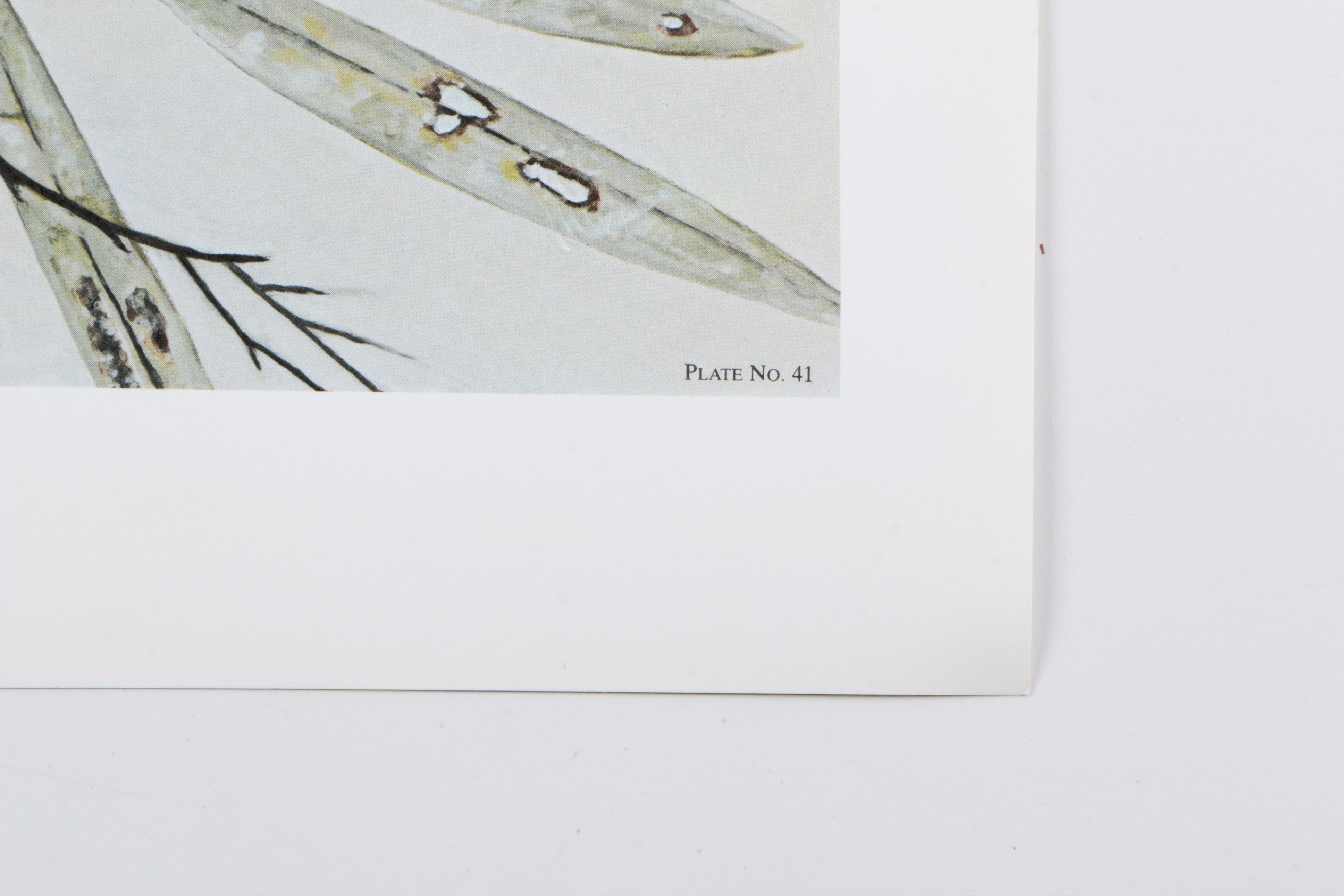 Jim Oliver Limited Edition Offset Lithograph Wildlife Prints