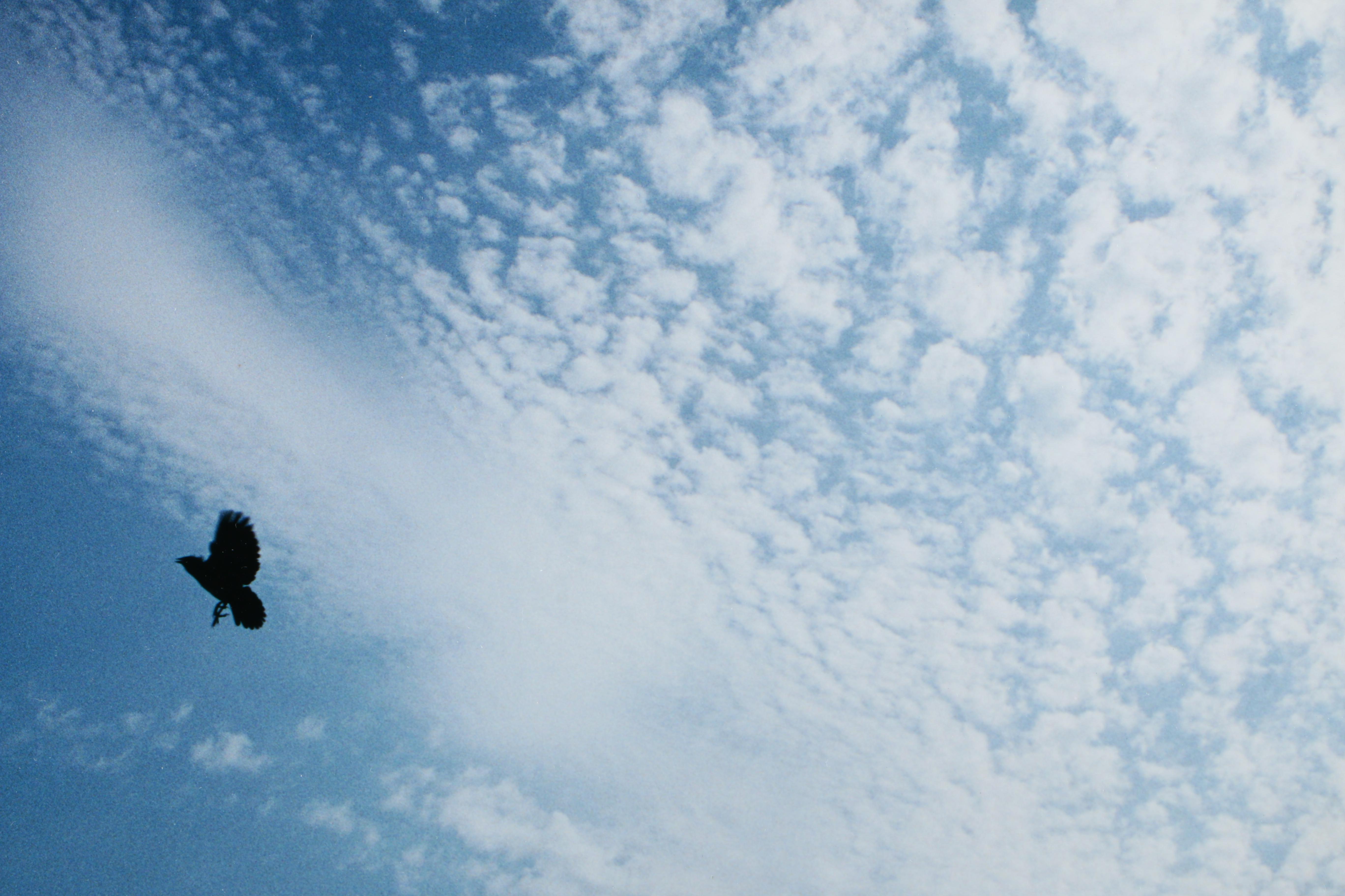 Tony Henneberg Oil Painting of Bird and Lucy Brown Giclee "In Flight"