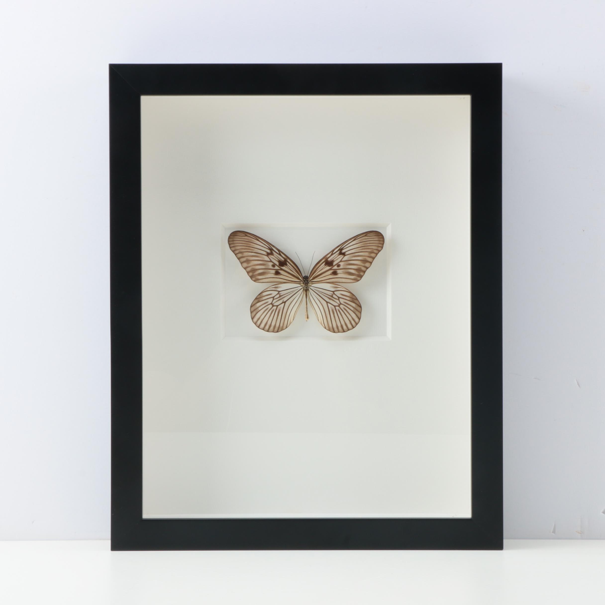 Pheromone by Christopher Marley "Champagne Rice Paper Butterfly"