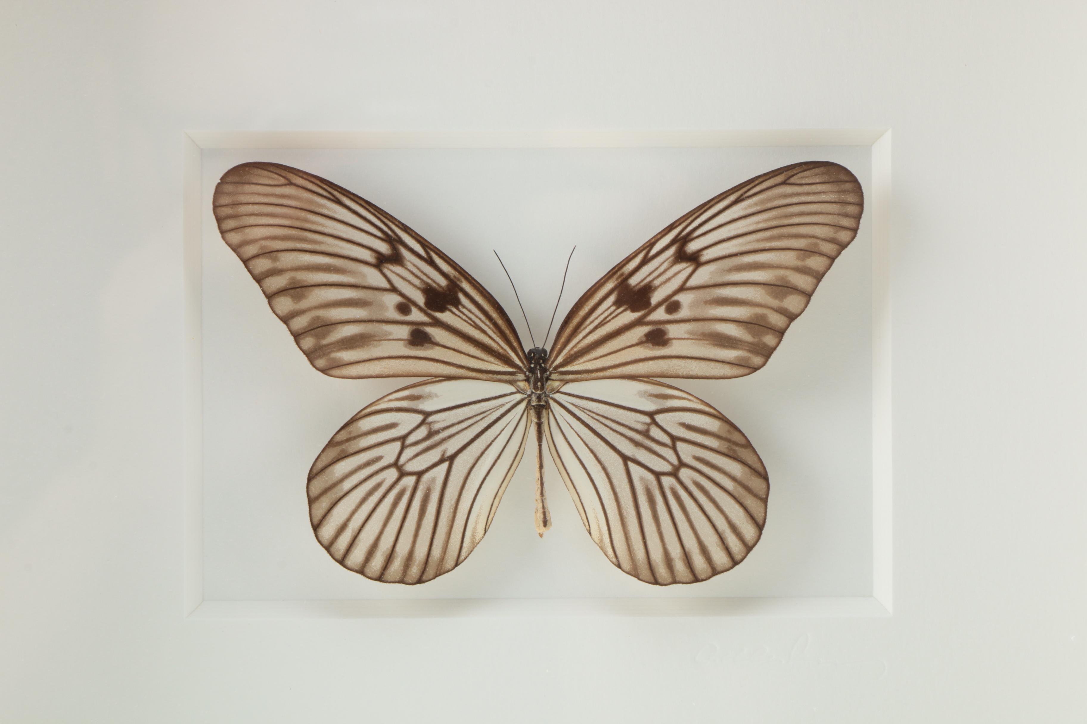 Pheromone by Christopher Marley "Champagne Rice Paper Butterfly"