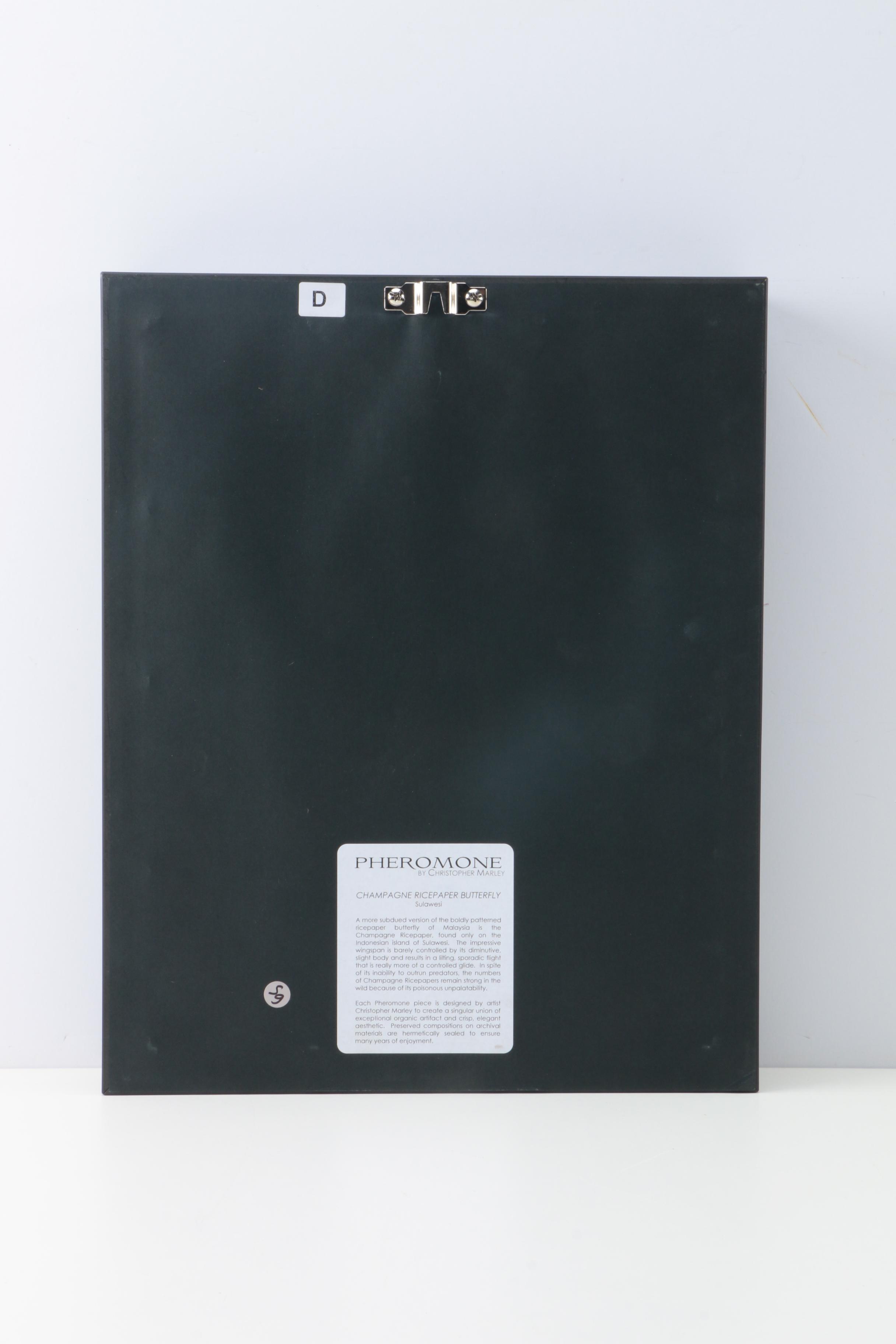 Pheromone by Christopher Marley "Champagne Rice Paper Butterfly"