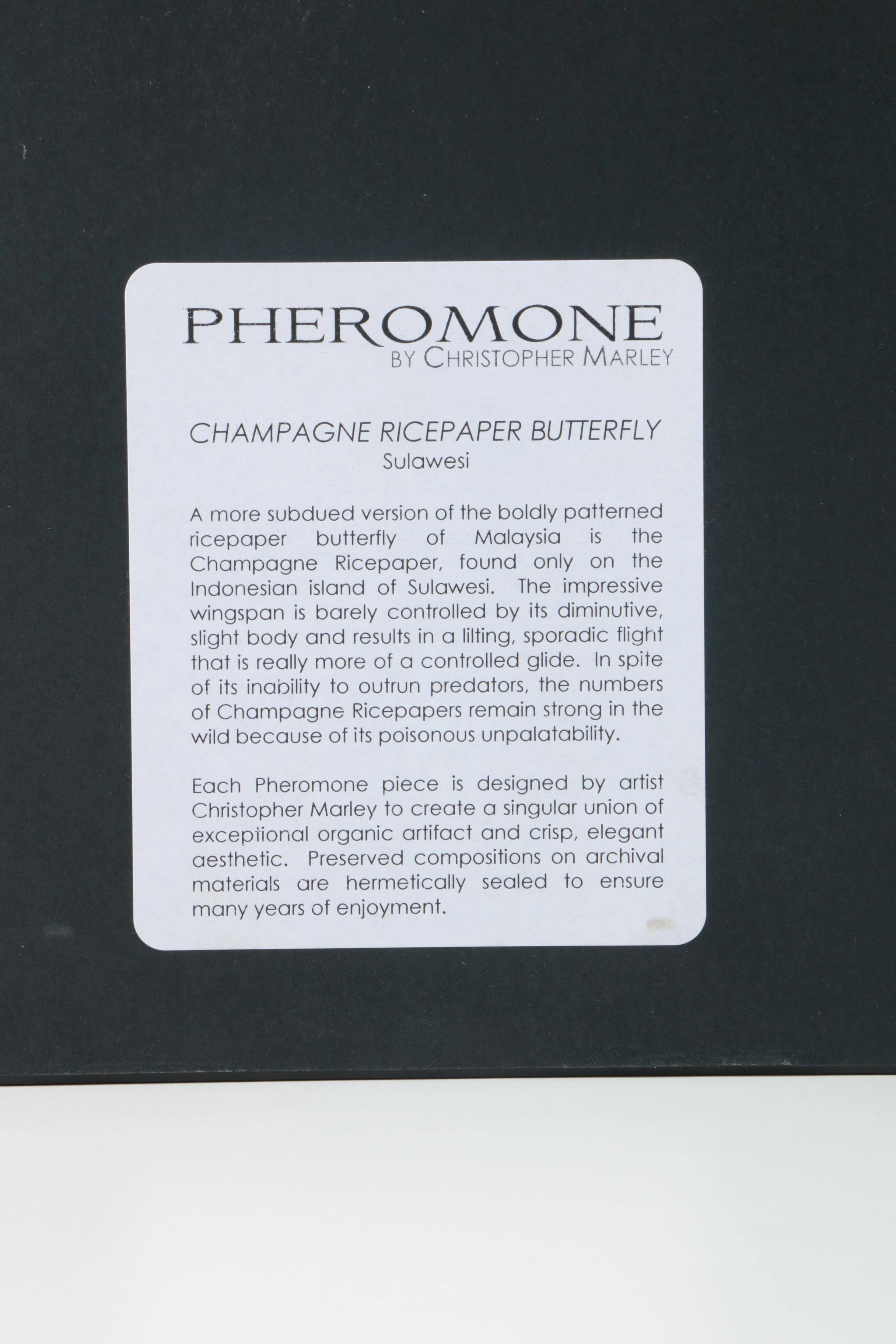 Pheromone by Christopher Marley "Champagne Rice Paper Butterfly"