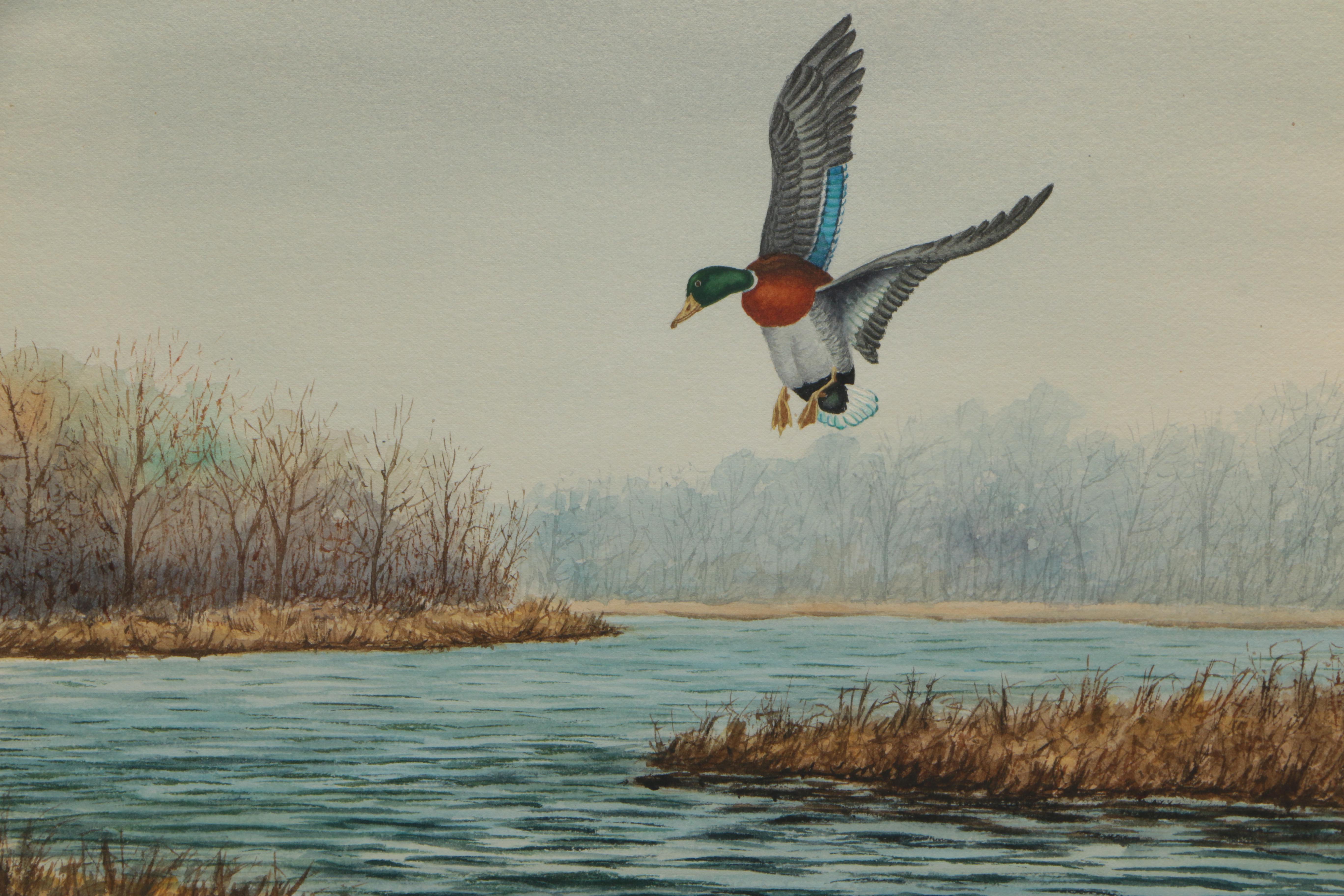 Ted Hanks Watercolor of Mallard Duck Landing on Water