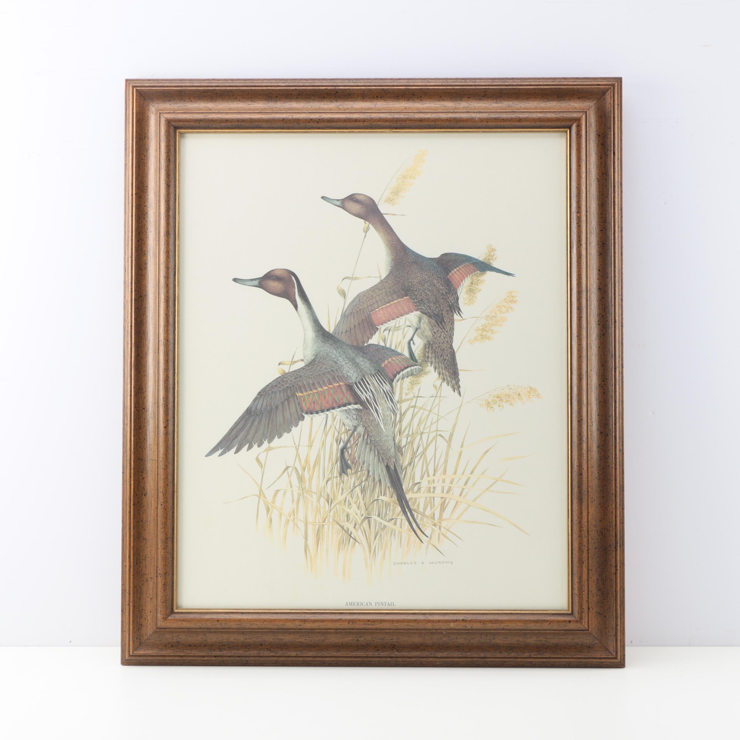 After Charles E. Murphy Offset Lithograph "American Pintaill"