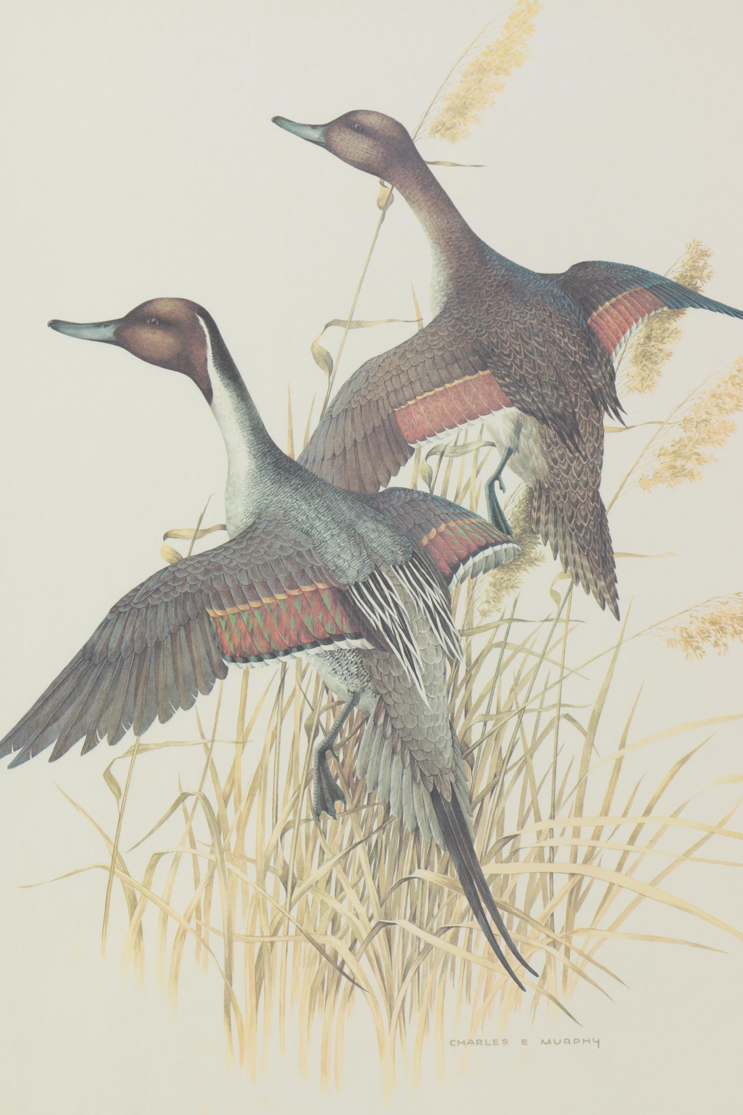 After Charles E. Murphy Offset Lithograph "American Pintaill"