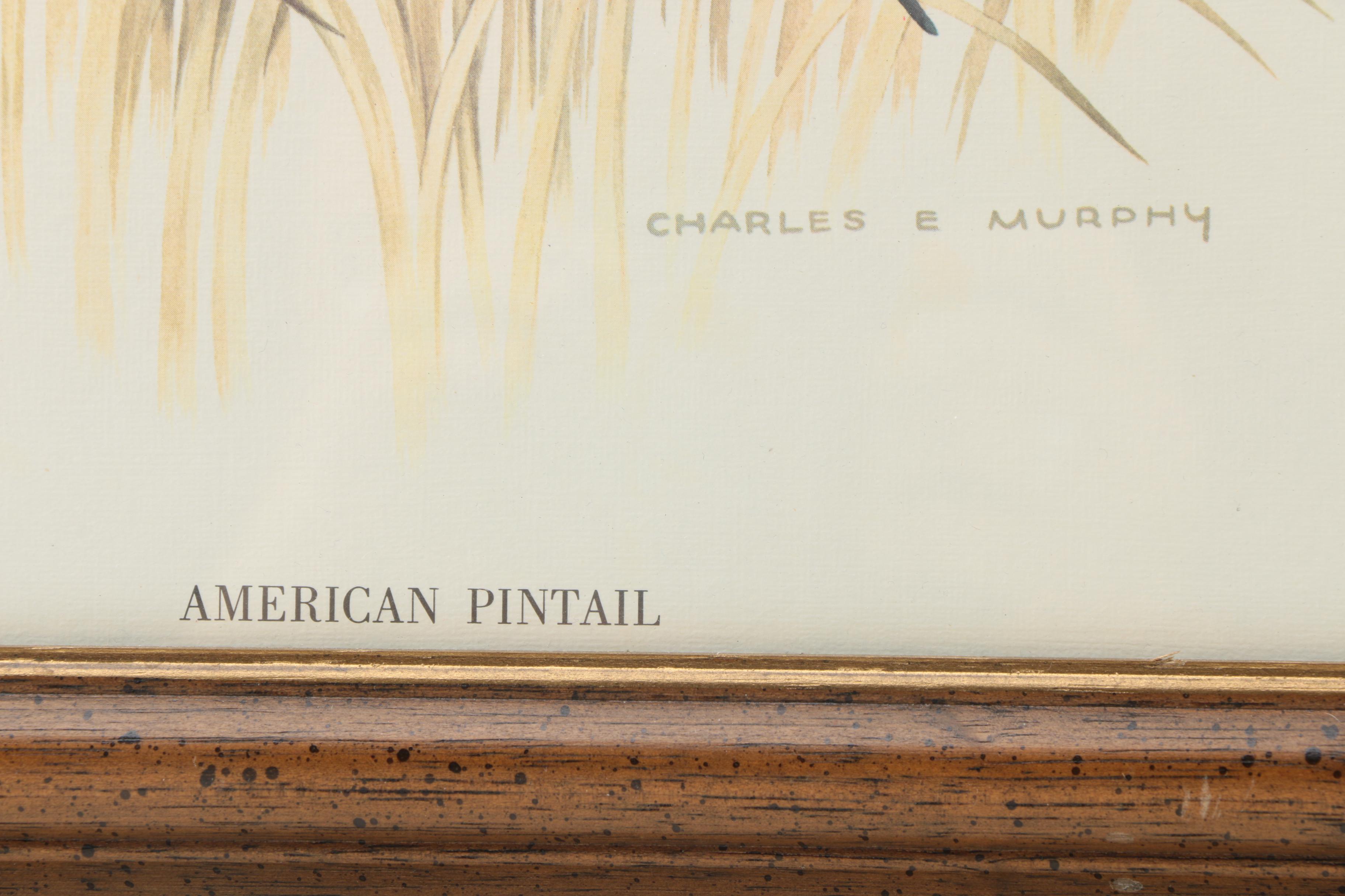 After Charles E. Murphy Offset Lithograph "American Pintaill"